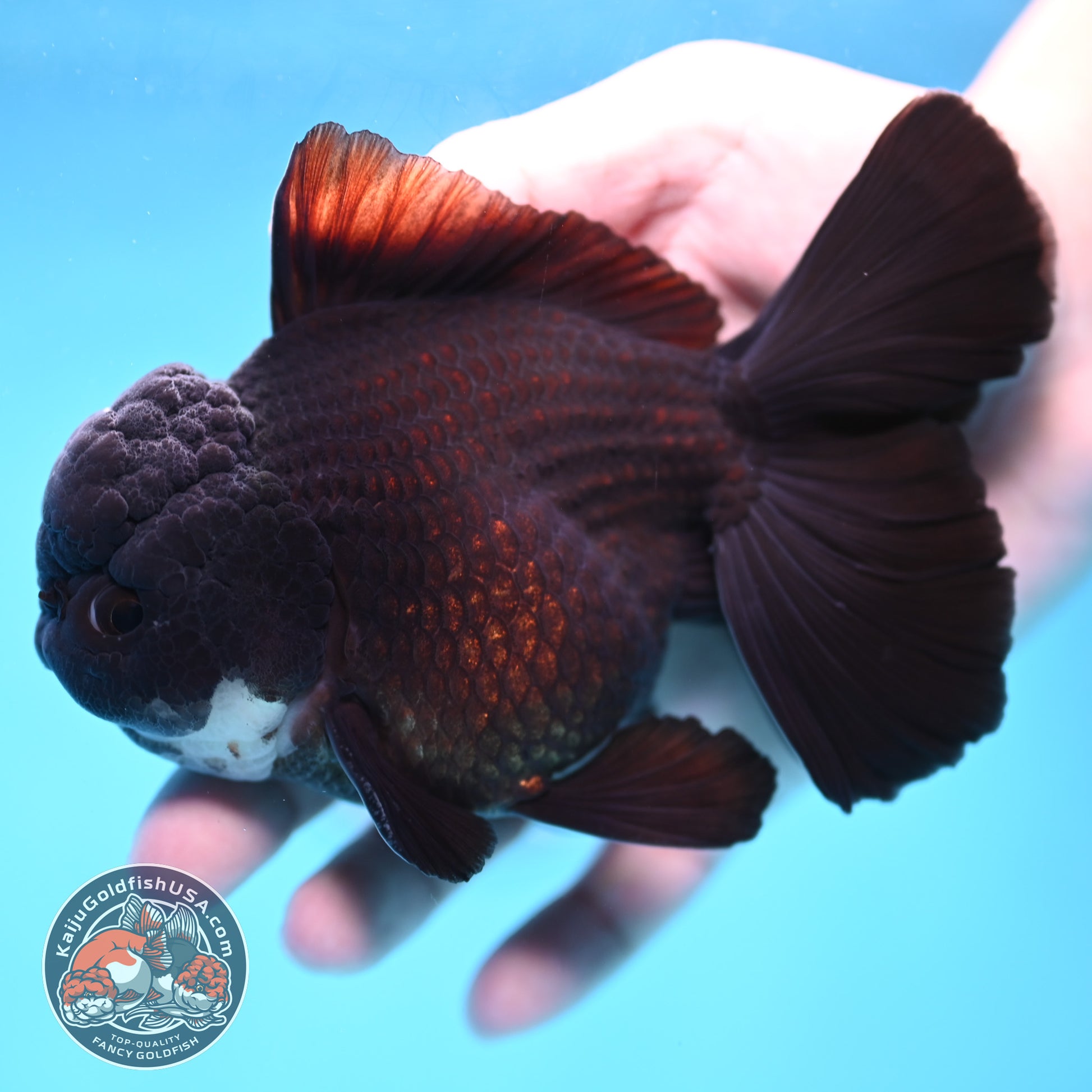 Panda Orchid Tail Oranda 4 inch Body (260213_OR11)
