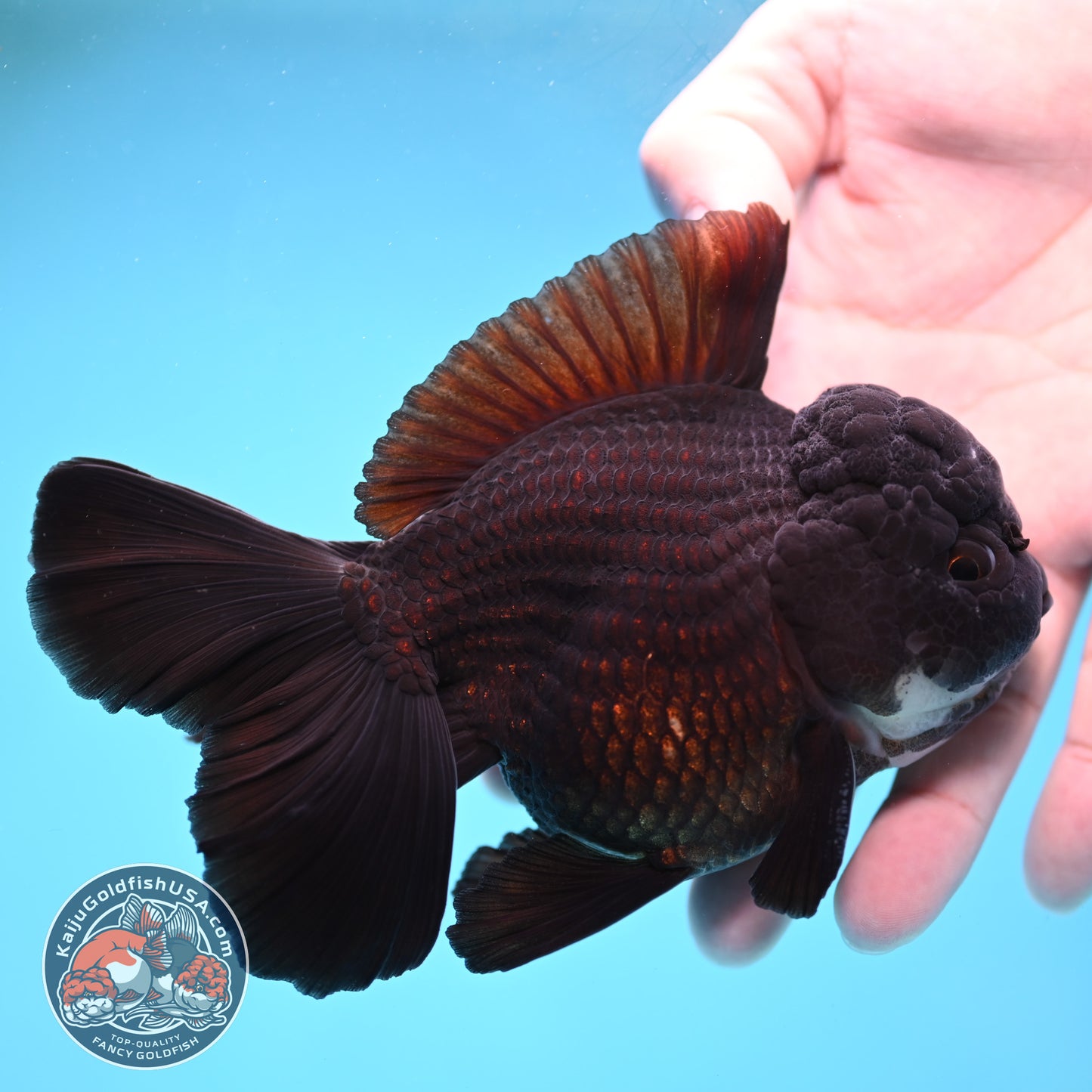 Panda Orchid Tail Oranda 4 inch Body (260213_OR11)