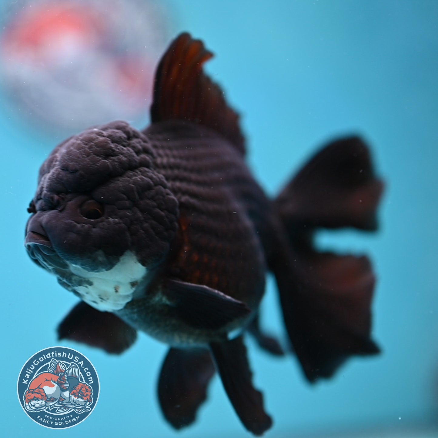 Panda Orchid Tail Oranda 4 inch Body (260213_OR11)