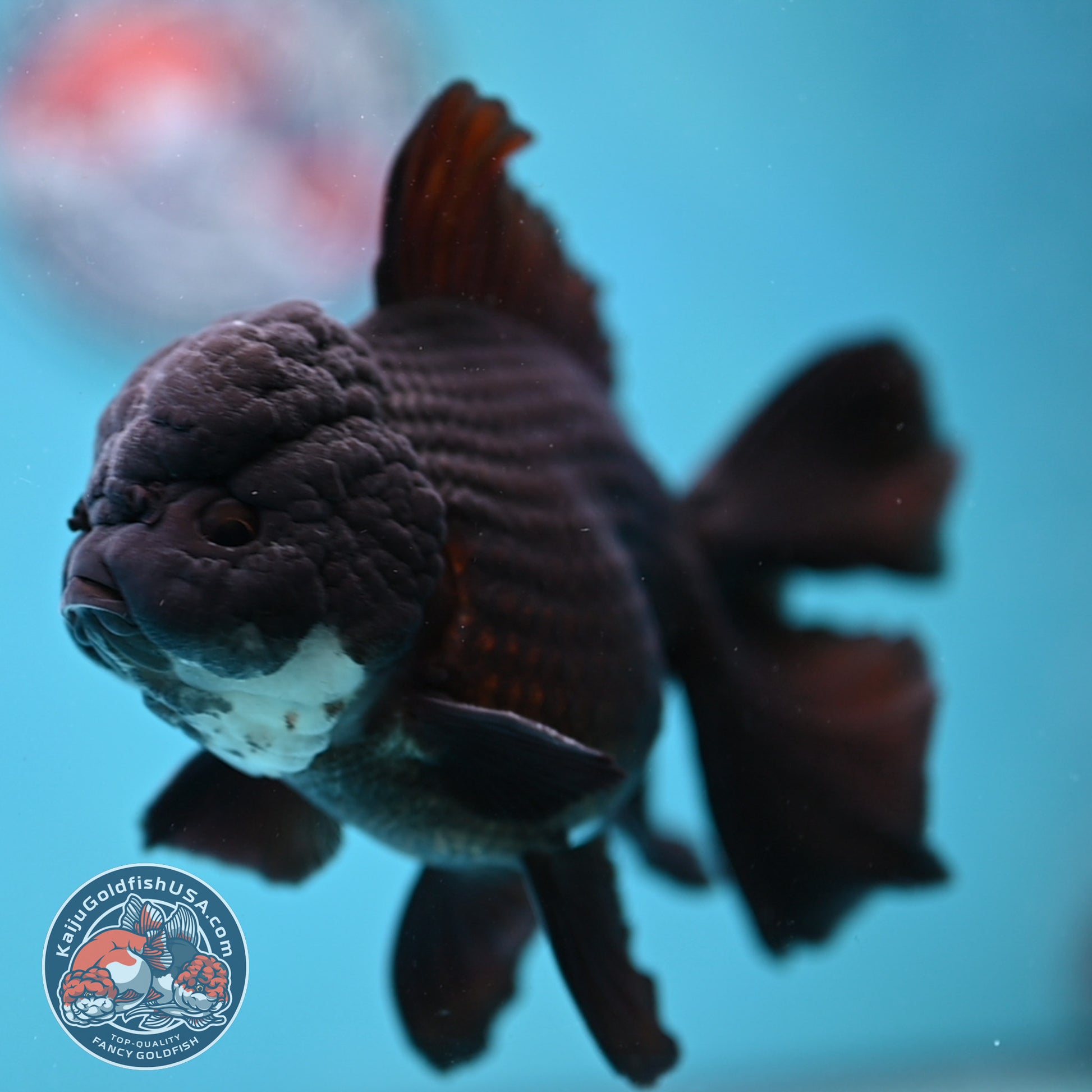 Panda Orchid Tail Oranda 4 inch Body (260213_OR11)