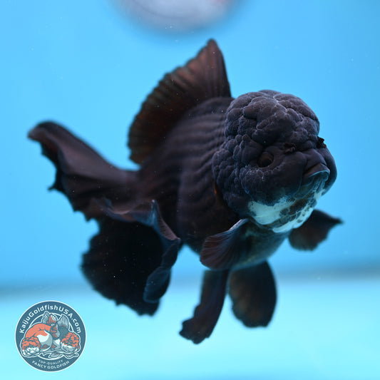 Panda Orchid Tail Oranda 4 inch Body (260213_OR11)