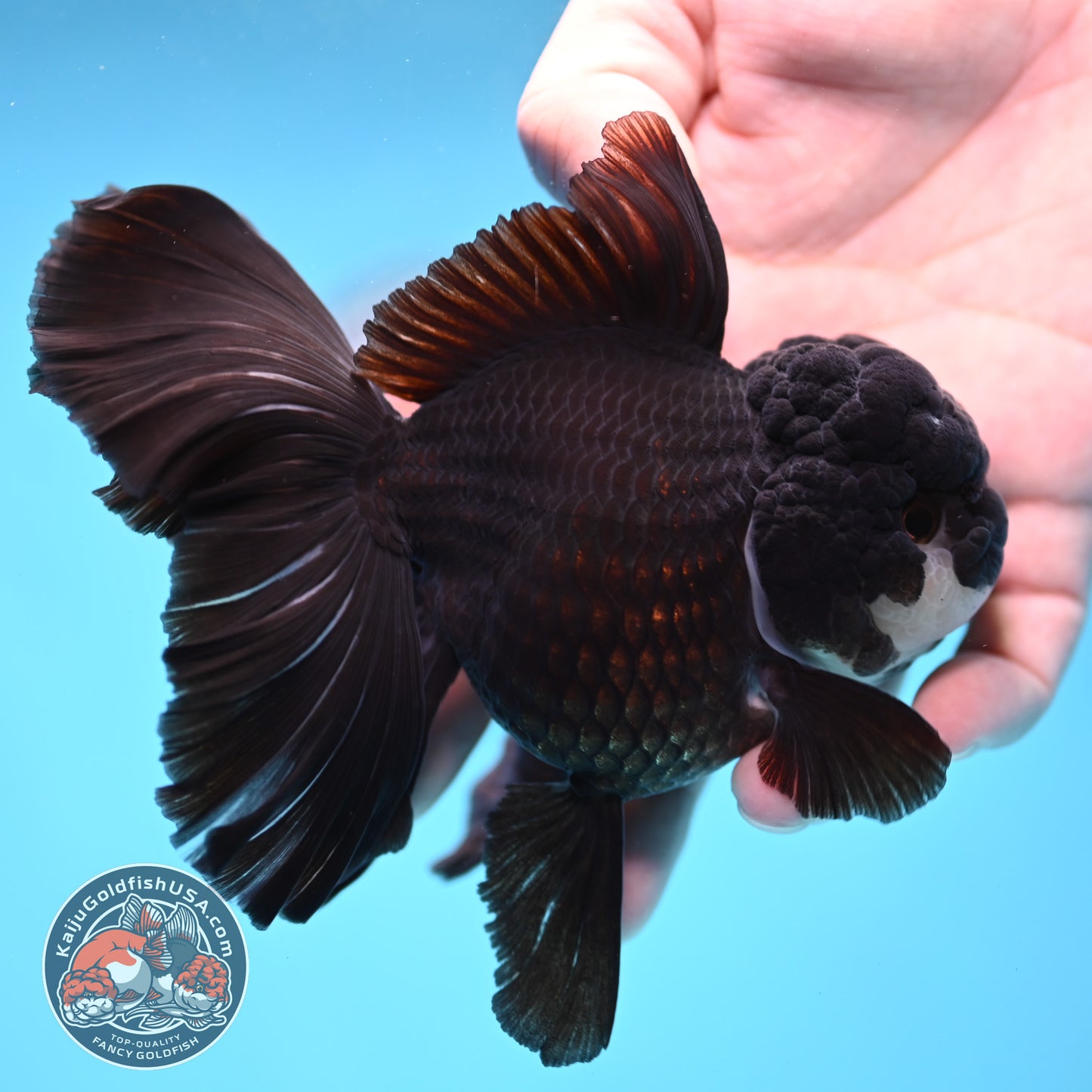 Panda Orchid Tail Oranda 4 inch Body (260220_OR02)