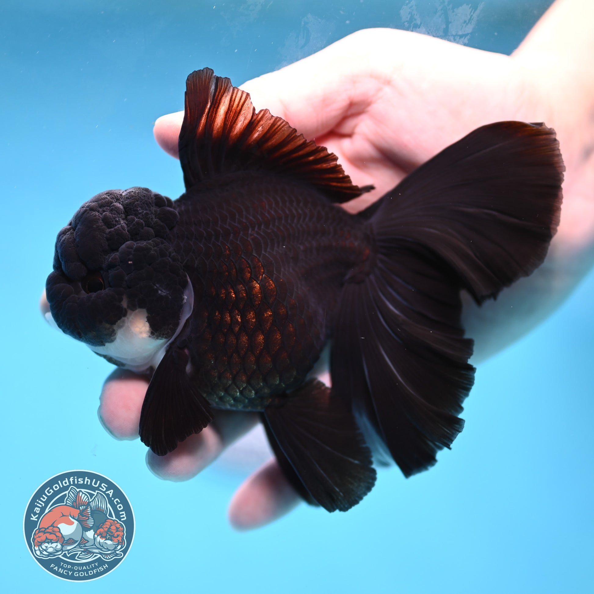 Panda Orchid Tail Oranda 4 inch Body (260220_OR02)