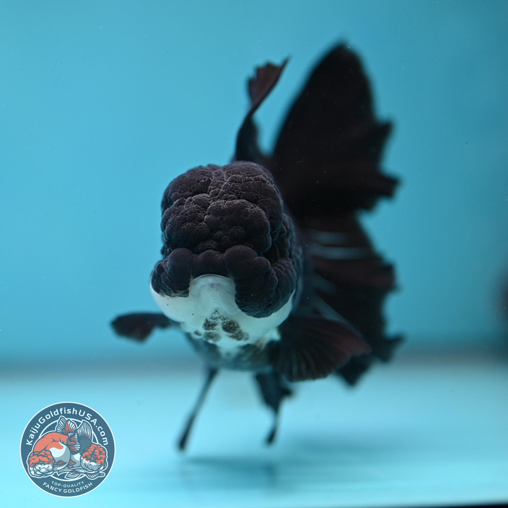 Panda Orchid Tail Oranda 4 inch Body (260220_OR02)