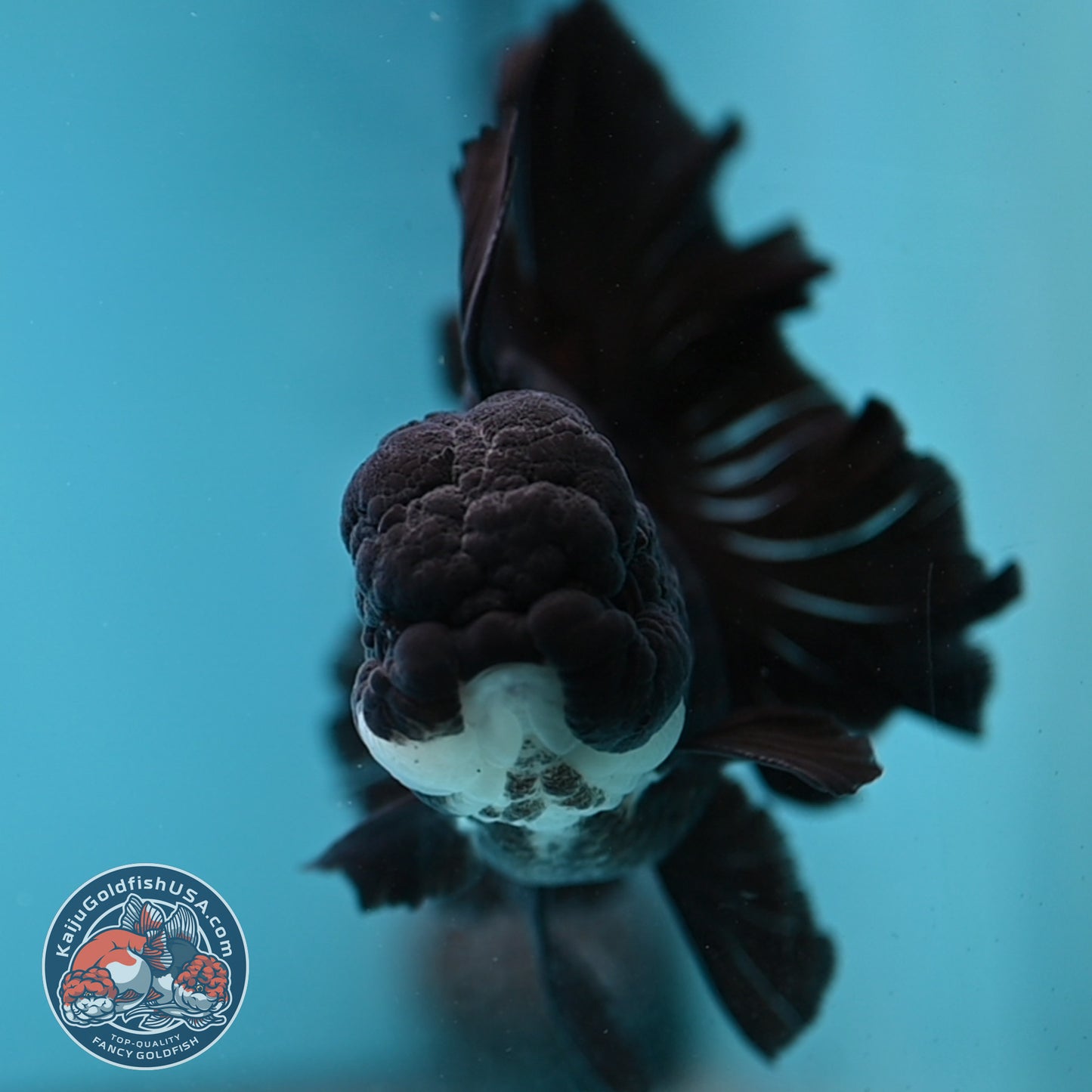 Panda Orchid Tail Oranda 4 inch Body (260220_OR02)