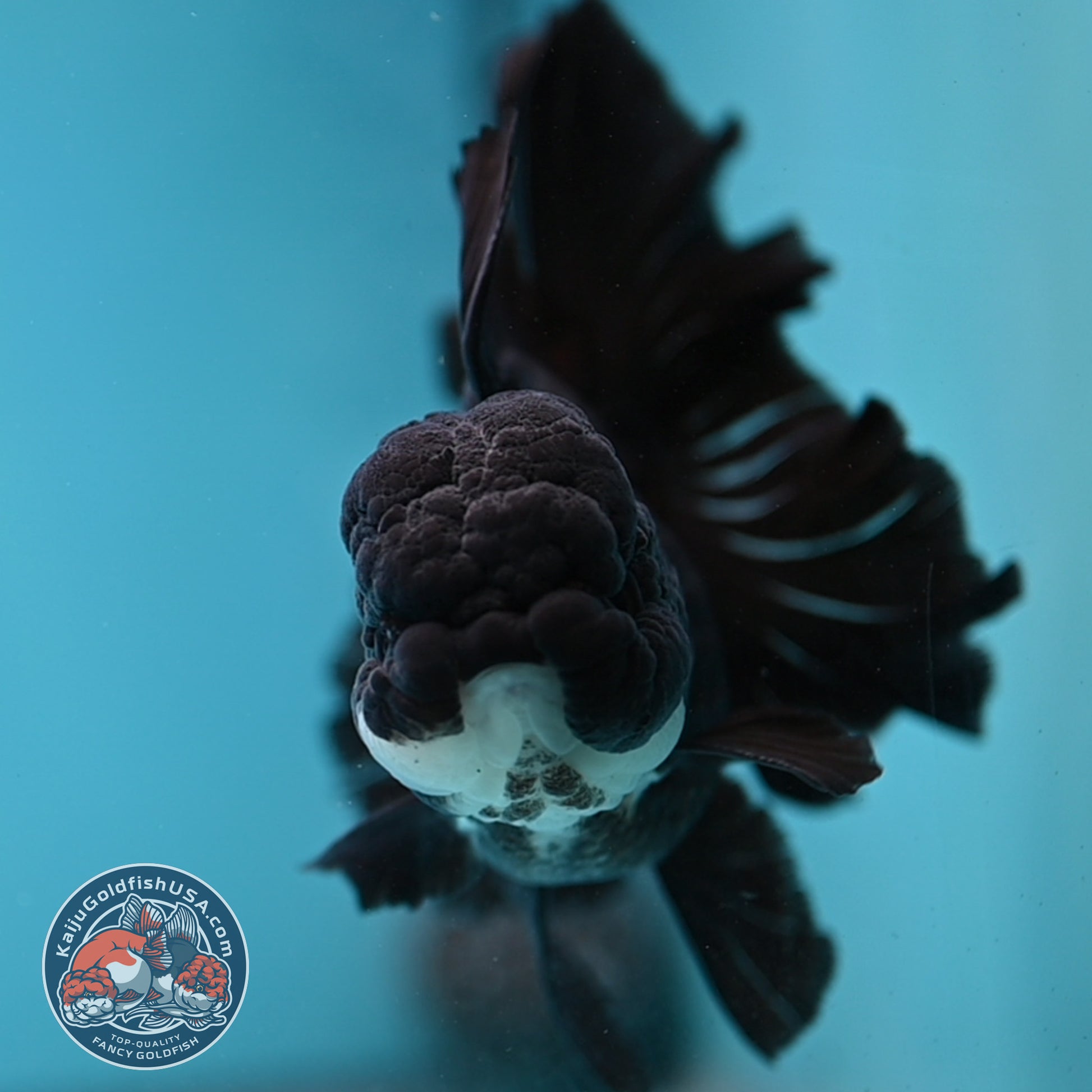 Panda Orchid Tail Oranda 4 inch Body (260220_OR02)