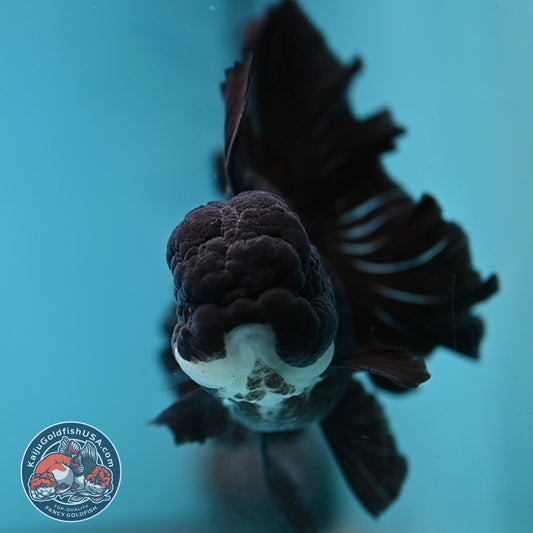 Panda Orchid Tail Oranda 4 inch Body (260220_OR02)