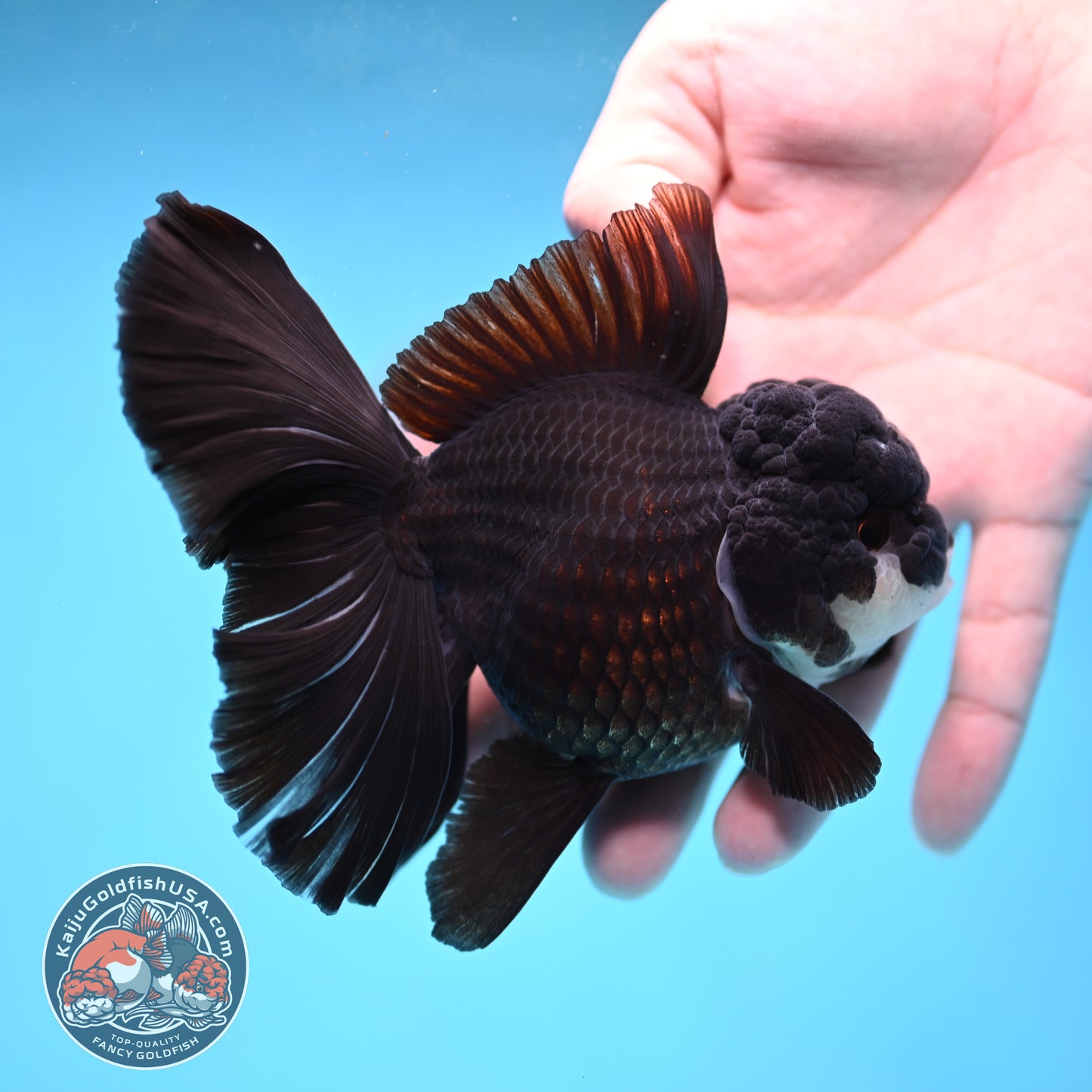 Panda Orchid Tail Oranda 4 inch Body (260220_OR02)