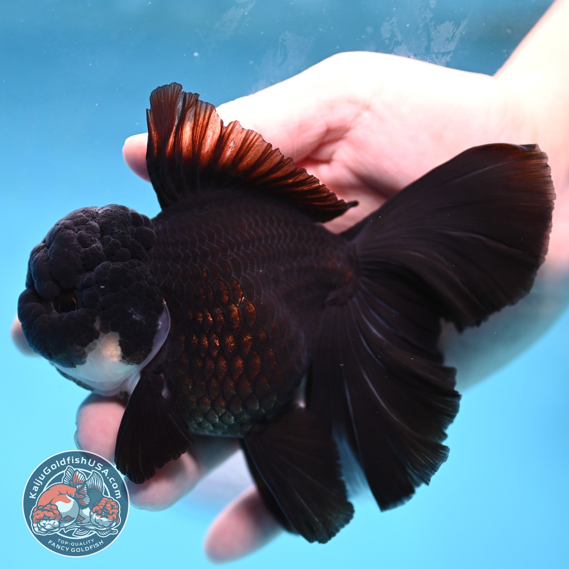Panda Orchid Tail Oranda 4 inch Body (260220_OR02)