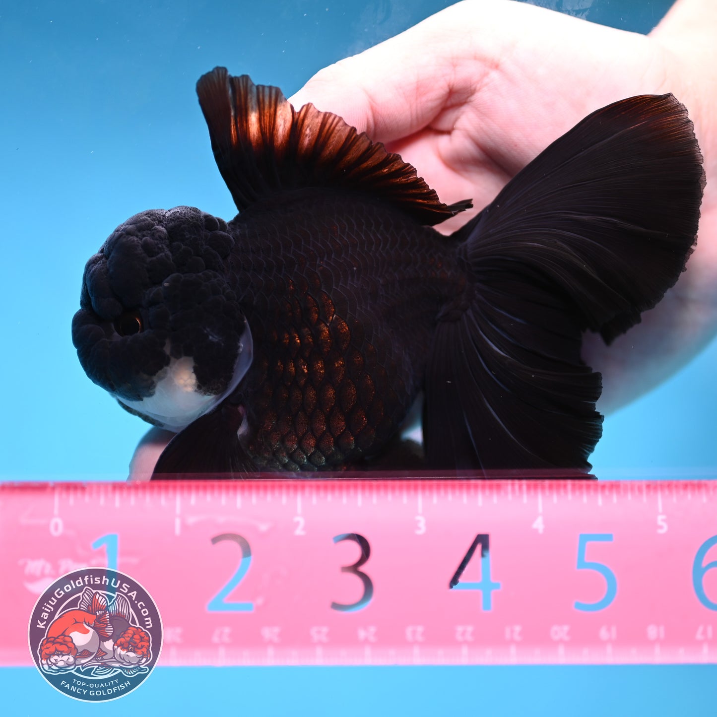 Panda Orchid Tail Oranda 4 inch Body (260220_OR02)
