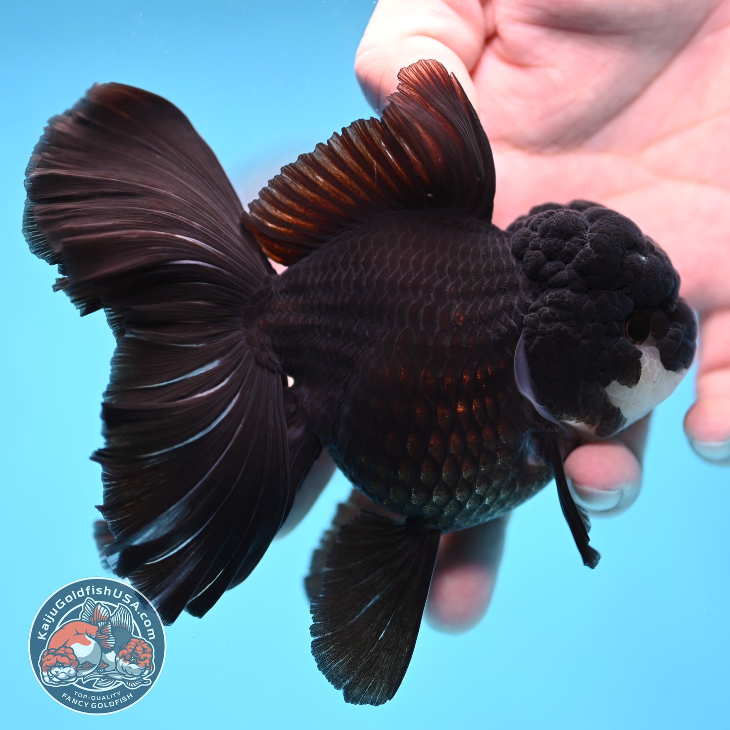 Panda Orchid Tail Oranda 4 inch Body (260220_OR02)