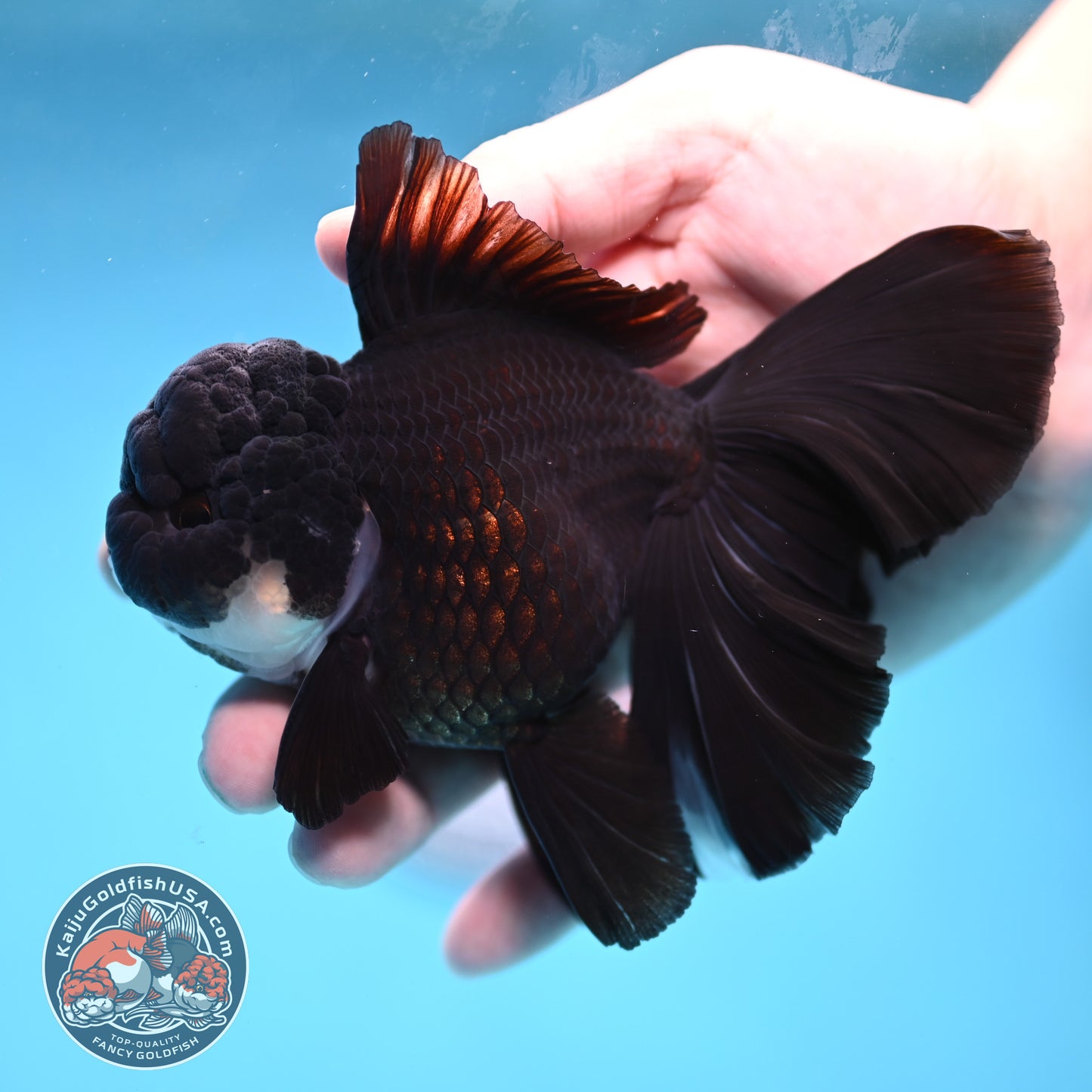 Panda Orchid Tail Oranda 4 inch Body (260220_OR02)