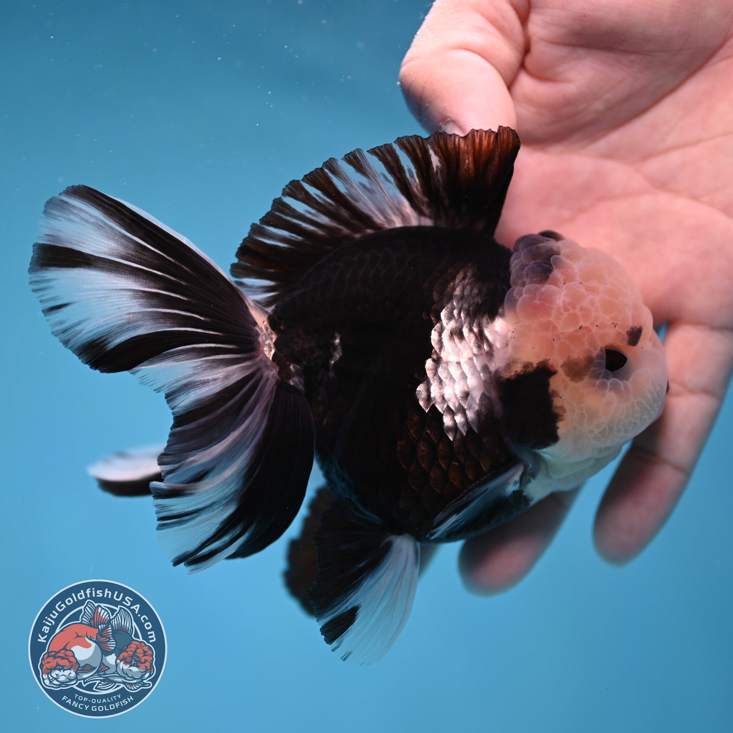 Panda Orchid Tail Oranda inch Body (260213_OR13)
