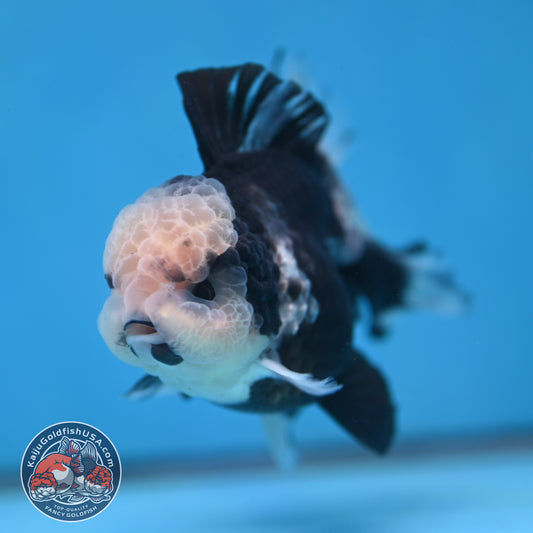 Panda Orchid Tail Oranda inch Body (260213_OR13)