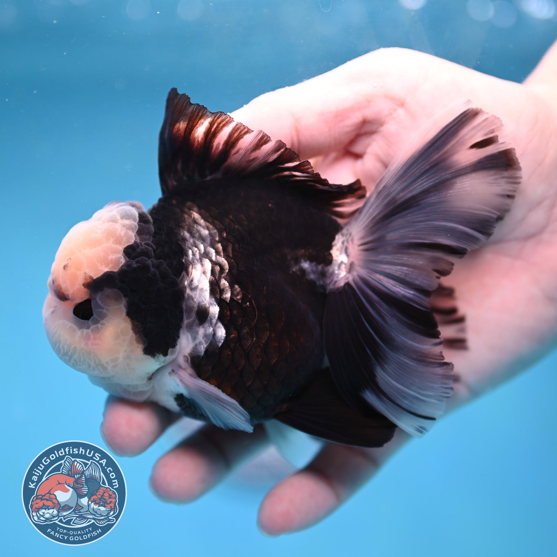 Panda Orchid Tail Oranda inch Body (260213_OR13)