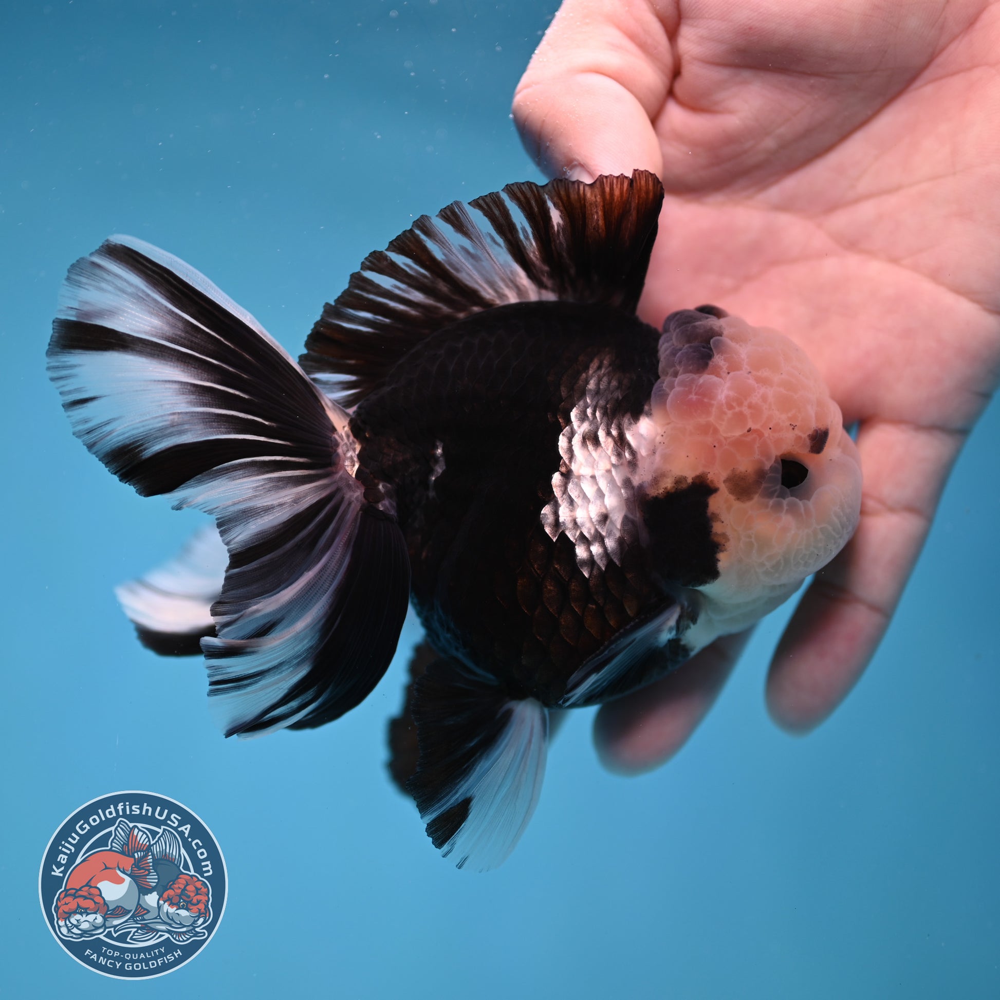 Panda Orchid Tail Oranda inch Body (260213_OR13)