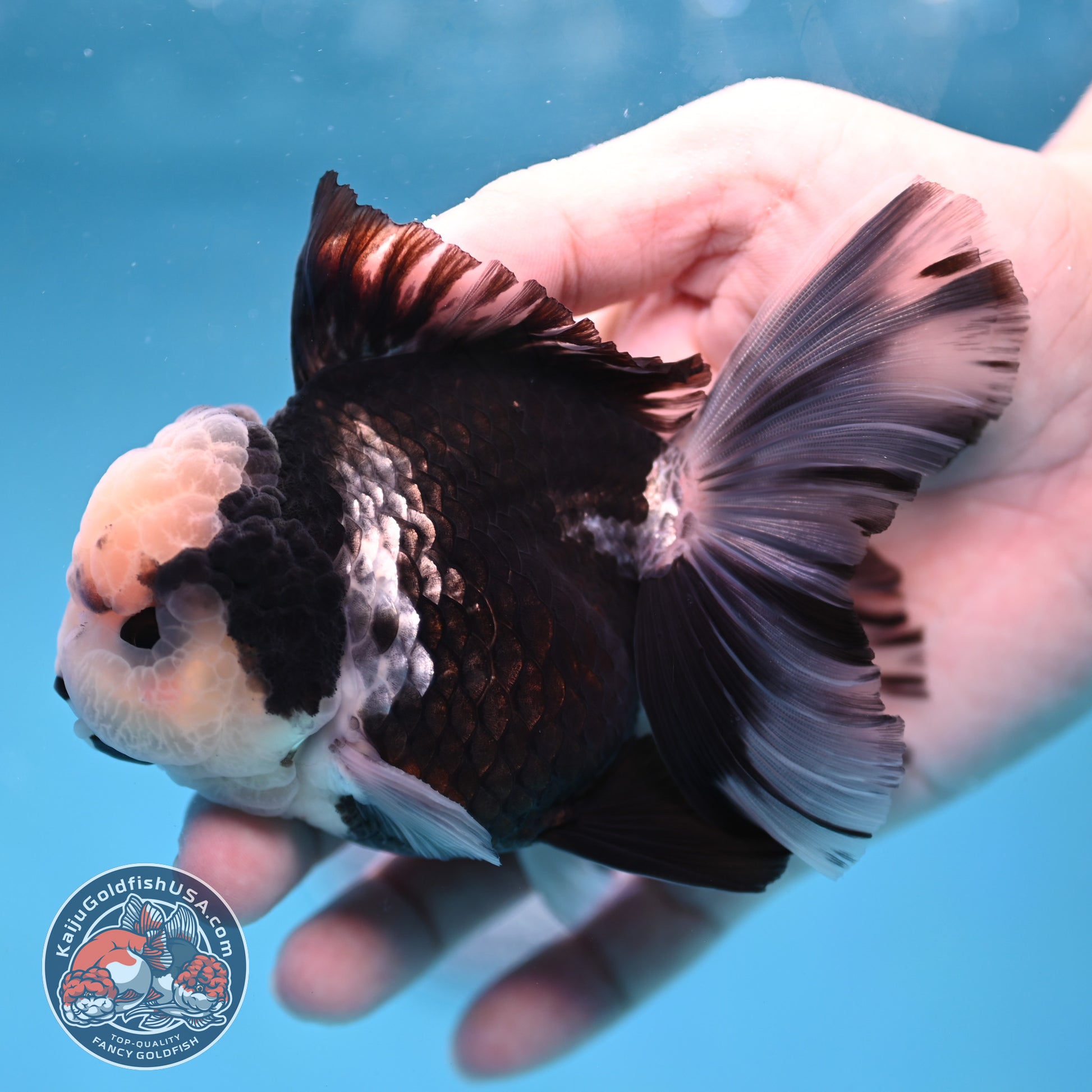 Panda Orchid Tail Oranda inch Body (260213_OR13)