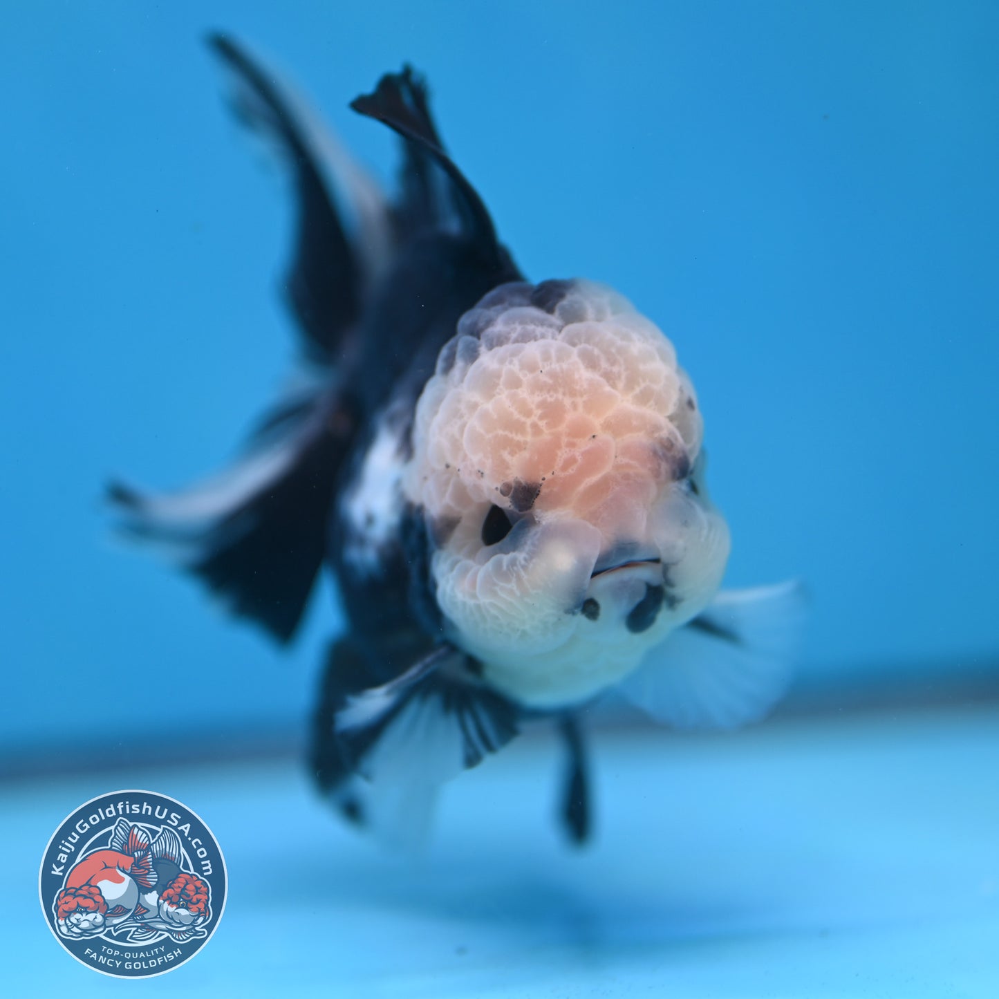 Panda Orchid Tail Oranda inch Body (260213_OR13)