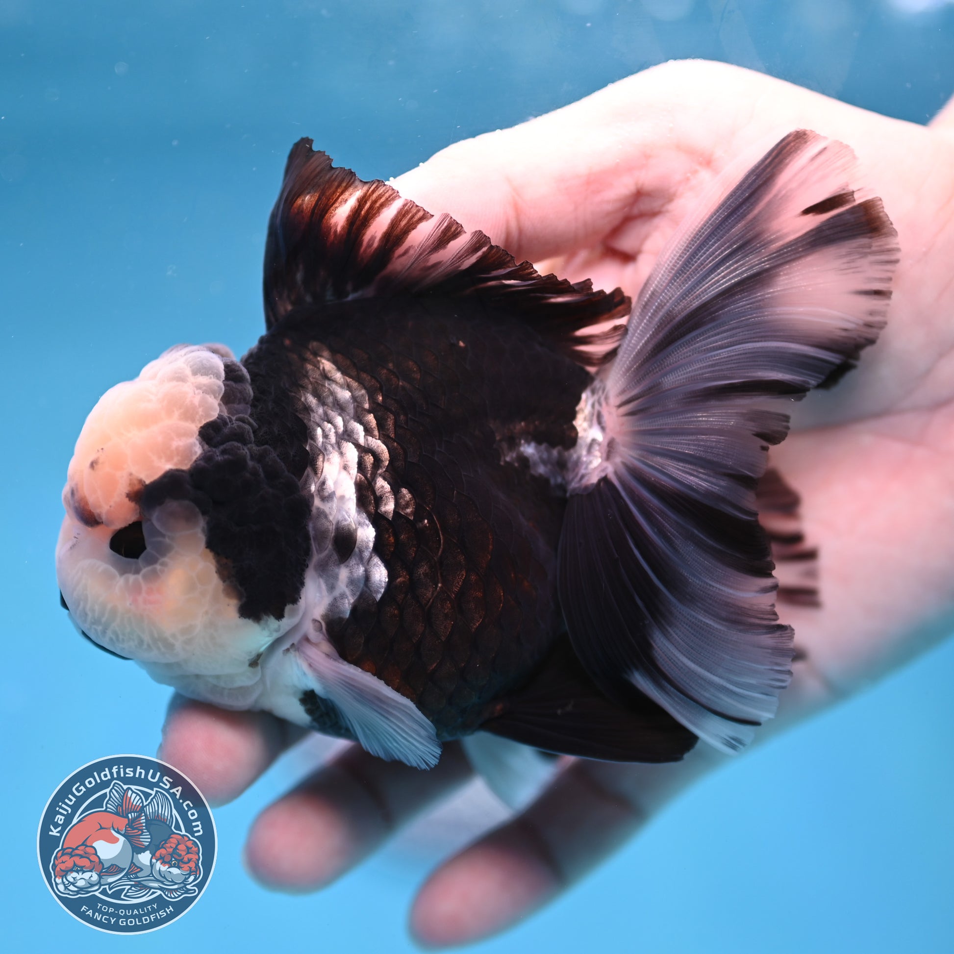 Panda Orchid Tail Oranda inch Body (260213_OR13)