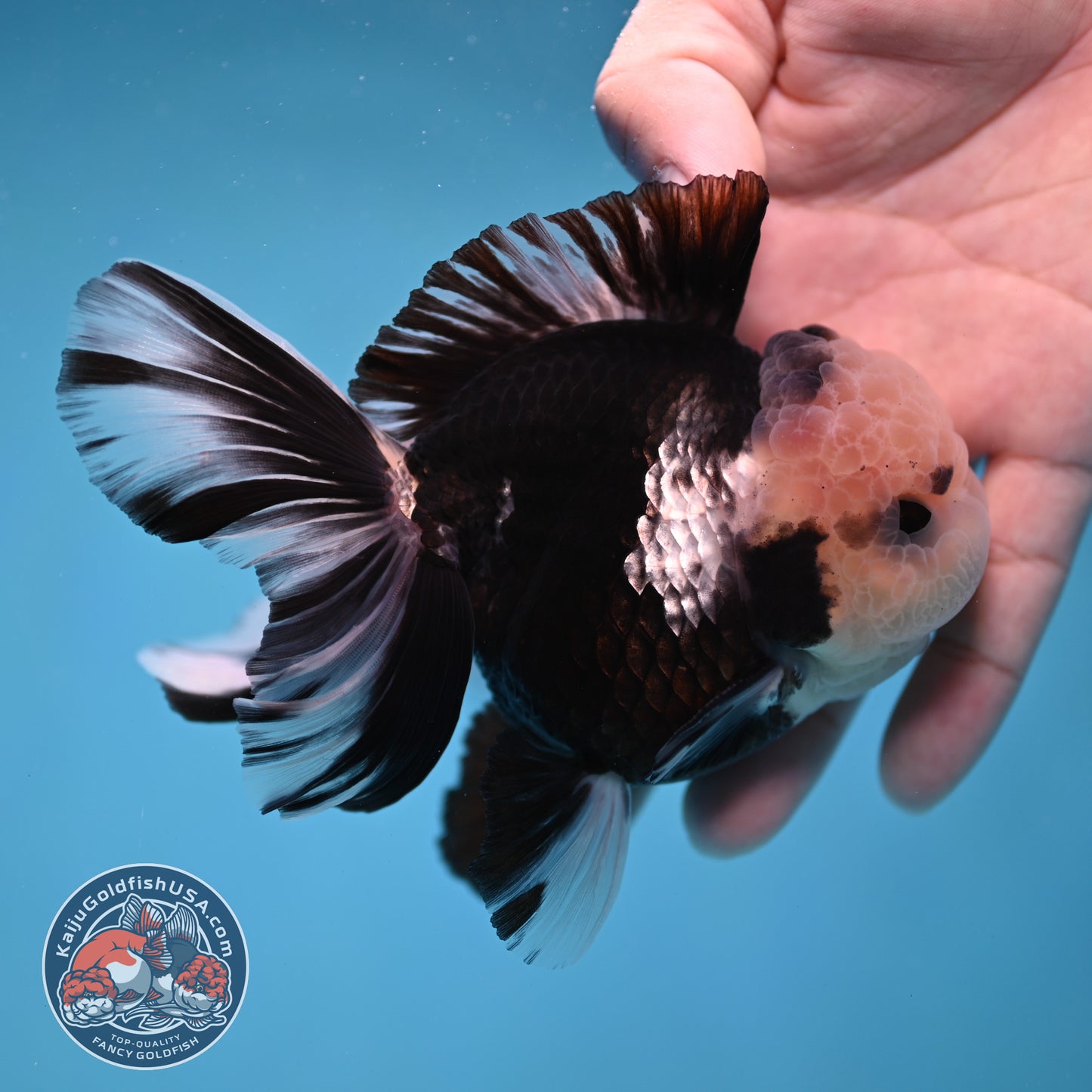 Panda Orchid Tail Oranda inch Body (260213_OR13)