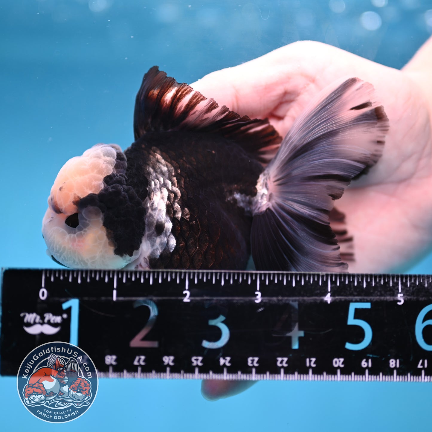 Panda Orchid Tail Oranda inch Body (260213_OR13)