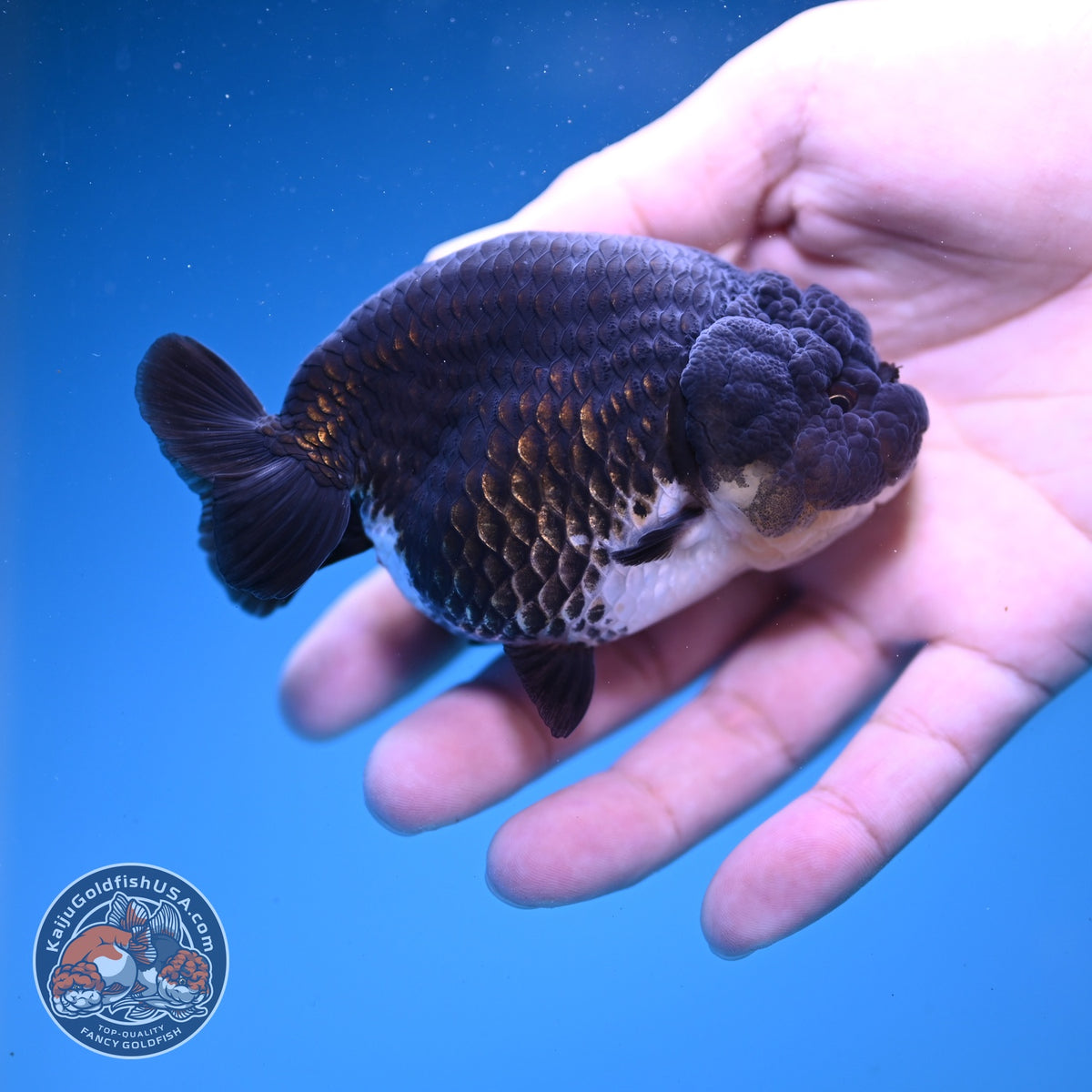 Panda Ranchu 3.5 inch Body (261016_RC03)
