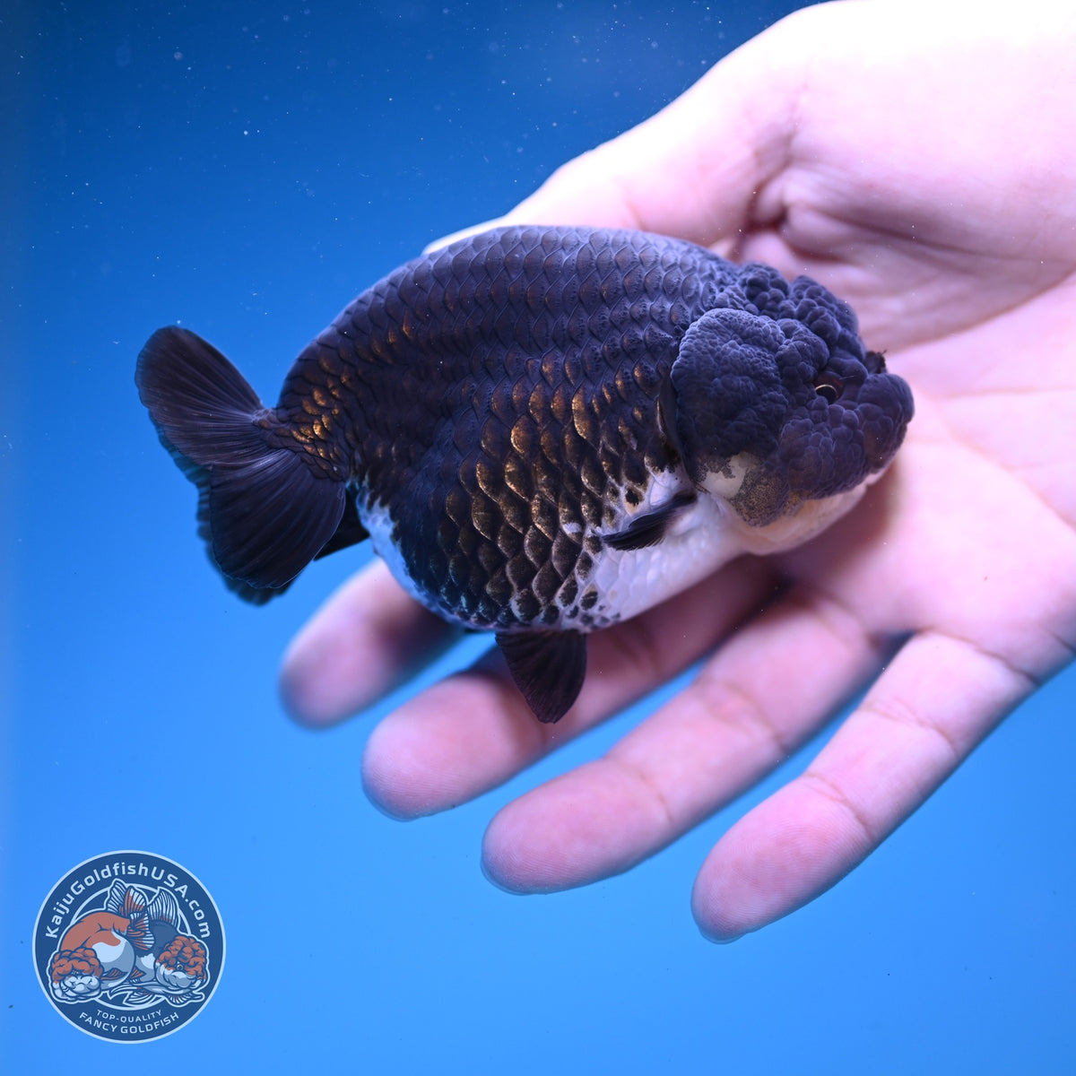 Panda Ranchu 3.5 inch Body (261016_RC03)