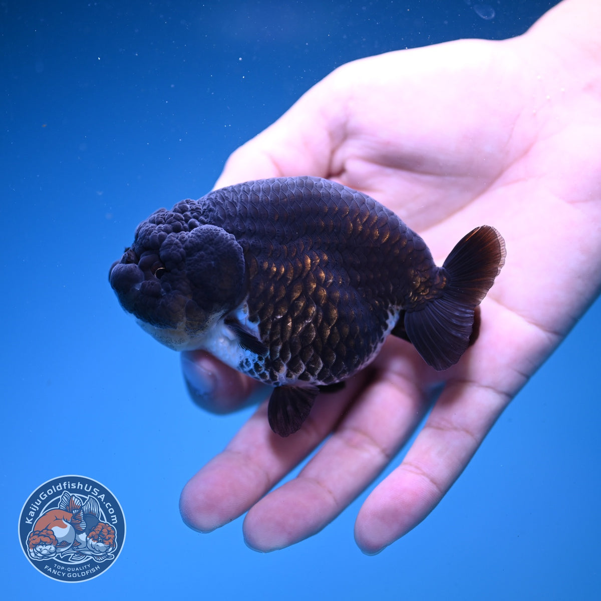 Panda Ranchu 3.5 inch Body (261016_RC03)
