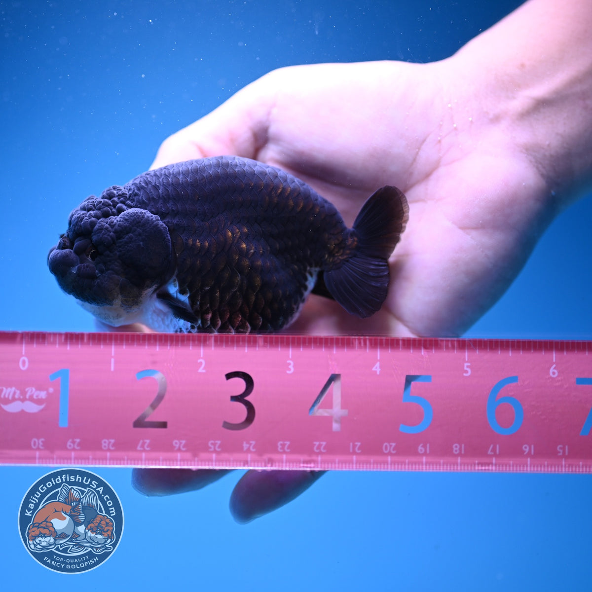 Panda Ranchu 3.5 inch Body (261016_RC03)