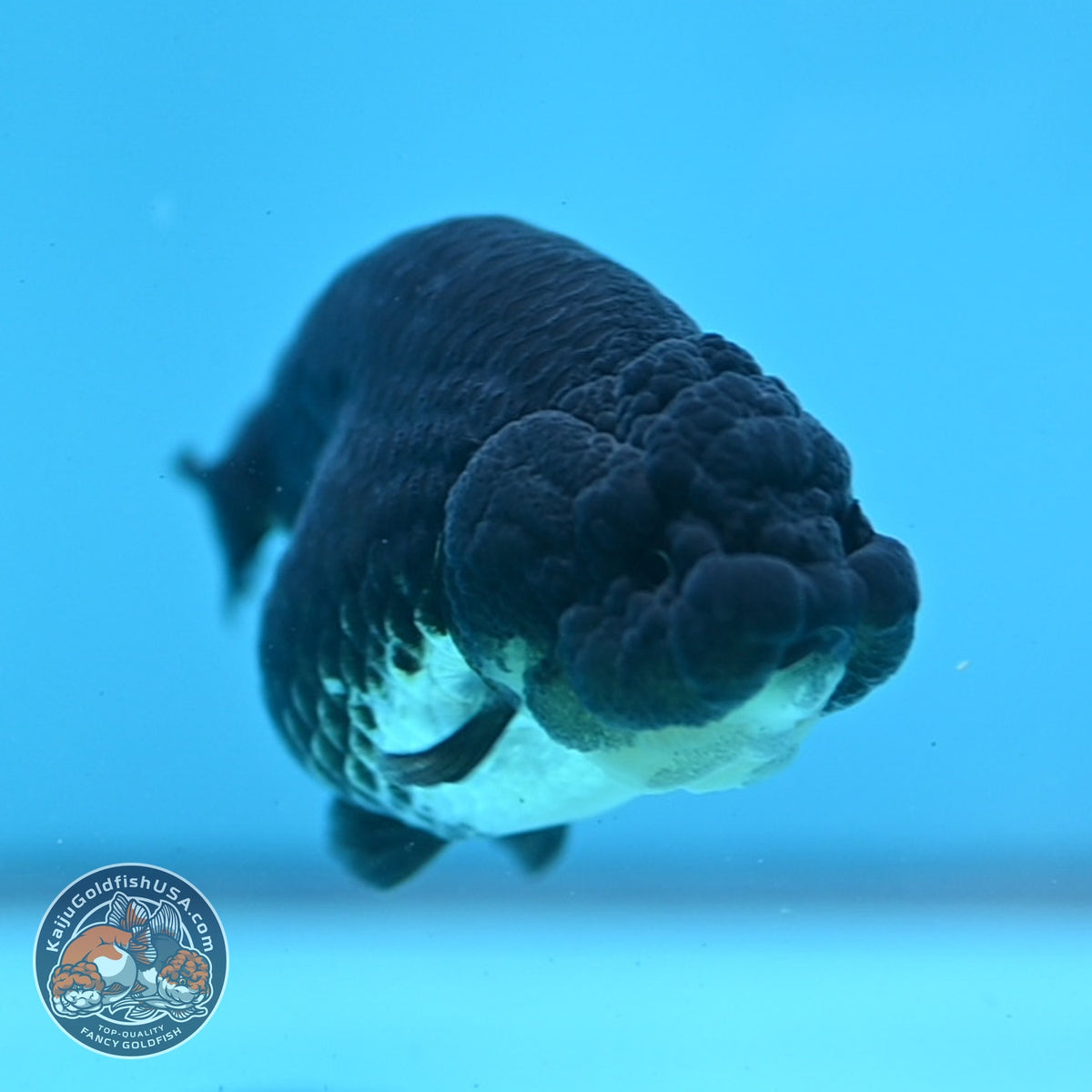 Panda Ranchu 3.5 inch Body (261016_RC03)