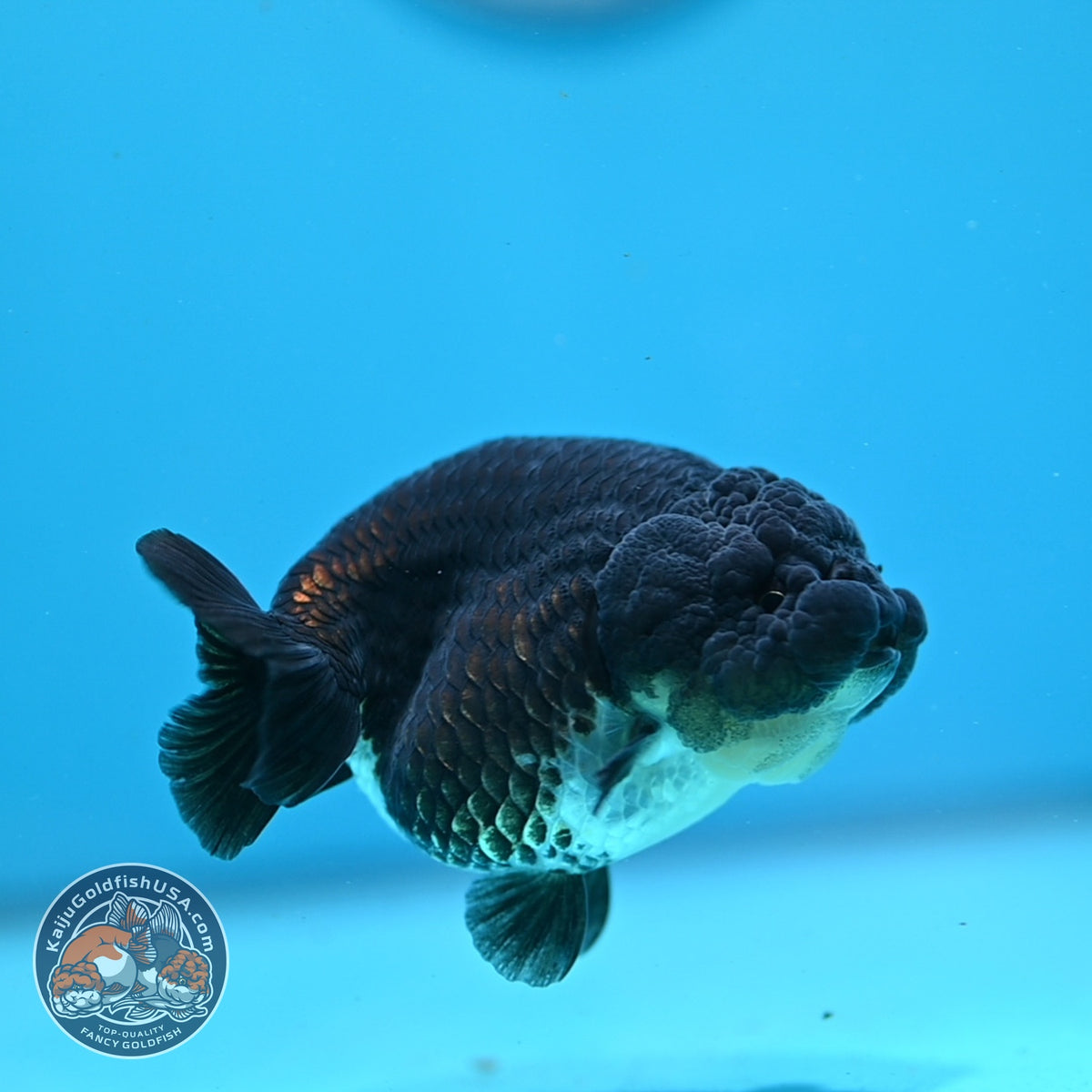 Panda Ranchu 3.5 inch Body (261016_RC03)