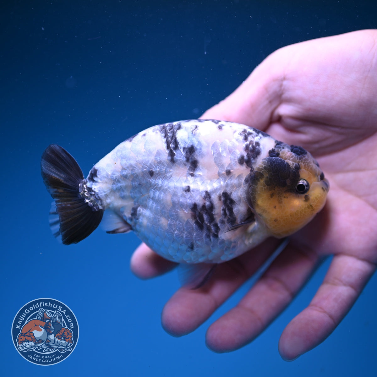 Panda Ranchu 4 inch Body (261016_RC01)
