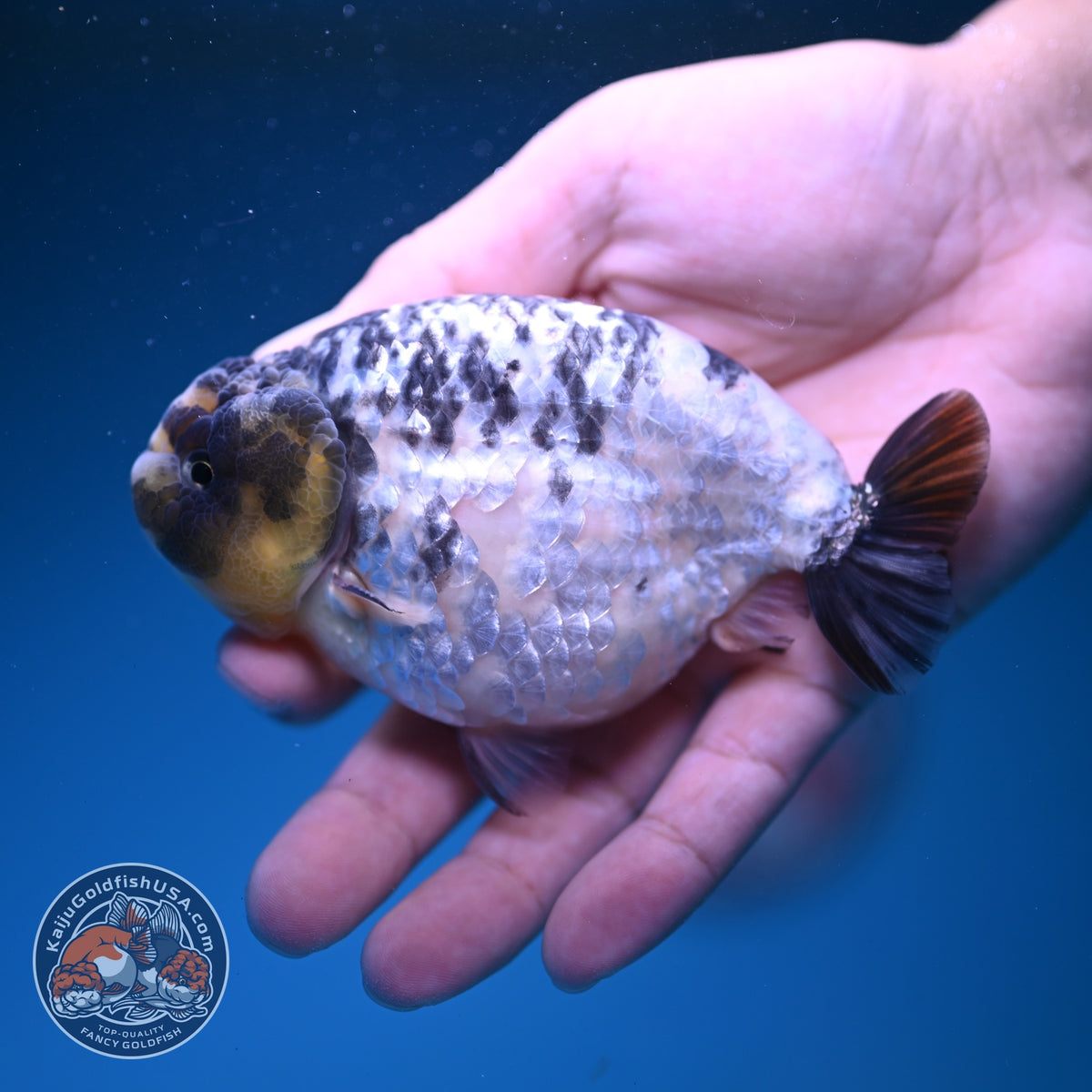 Panda Ranchu 4 inch Body (261016_RC01)