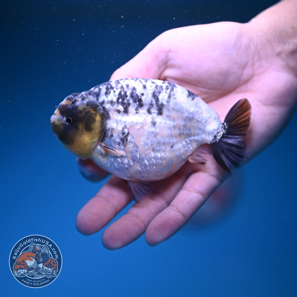 Panda Ranchu 4 inch Body (261016_RC01)