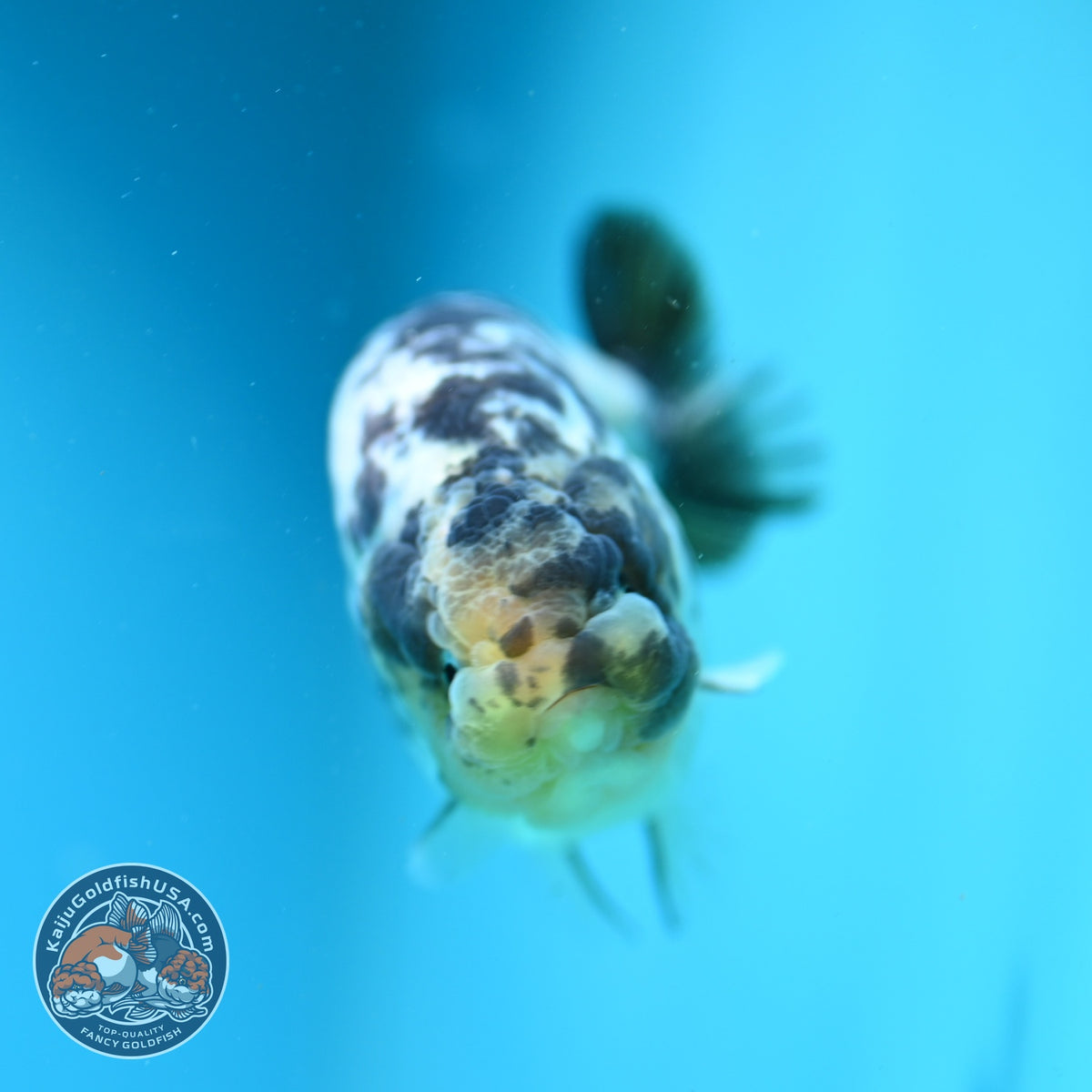 Panda Ranchu 4 inch Body (261016_RC01)