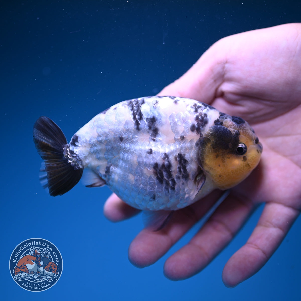 Panda Ranchu 4 inch Body (261016_RC01)