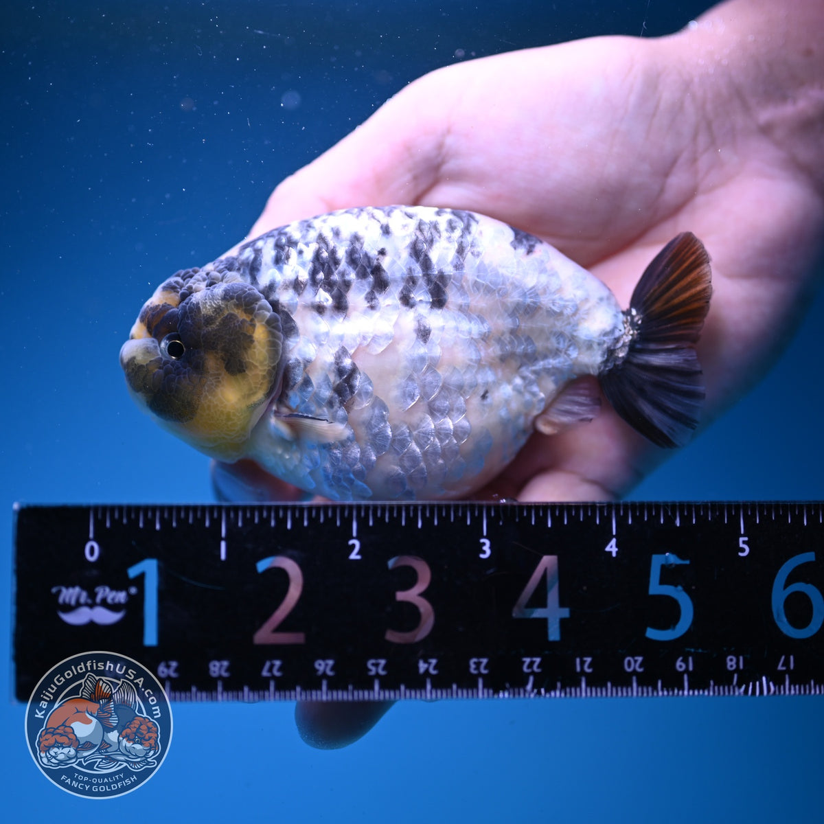 Panda Ranchu 4 inch Body (261016_RC01)