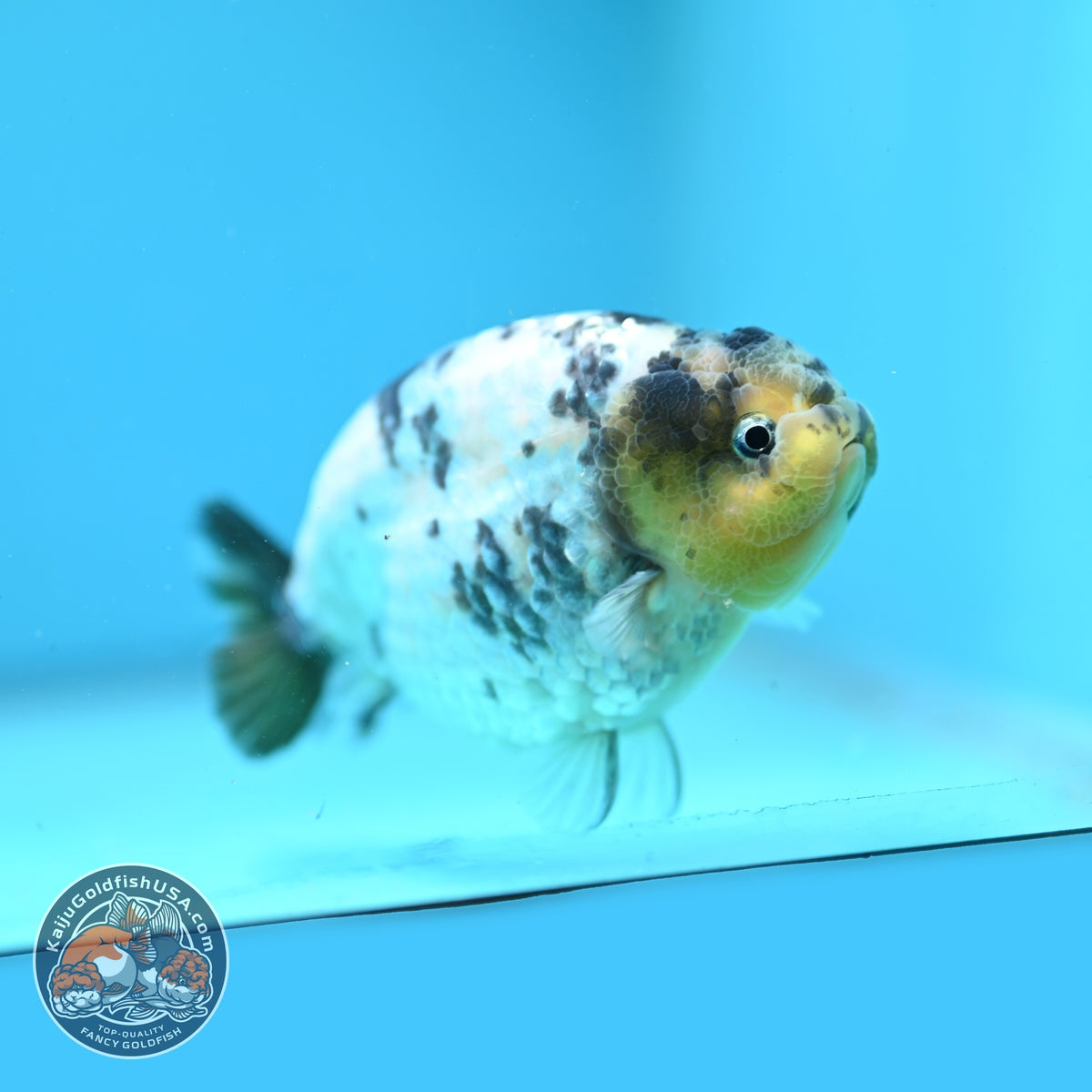 Panda Ranchu 4 inch Body (261016_RC01)