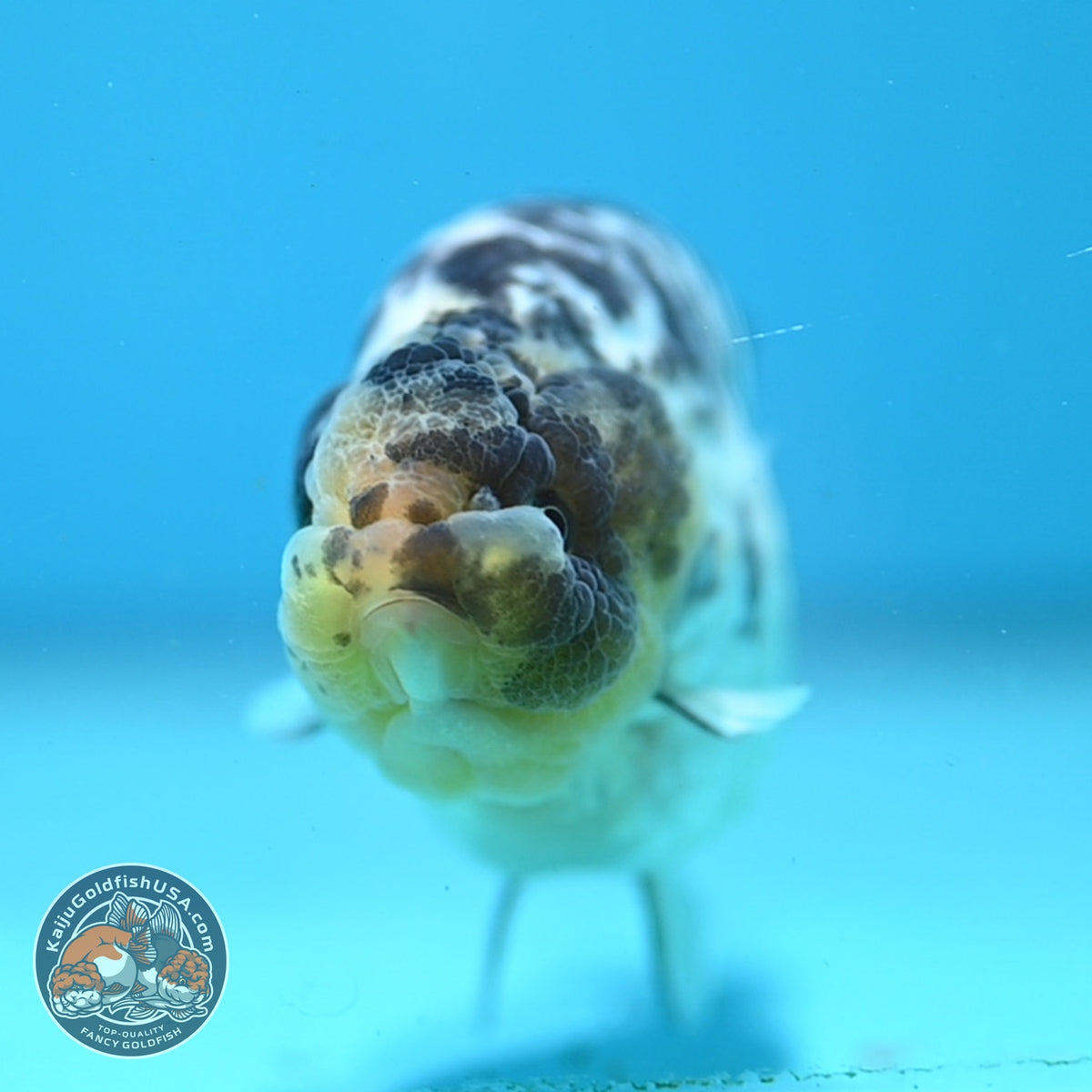 Panda Ranchu 4 inch Body (261016_RC01)