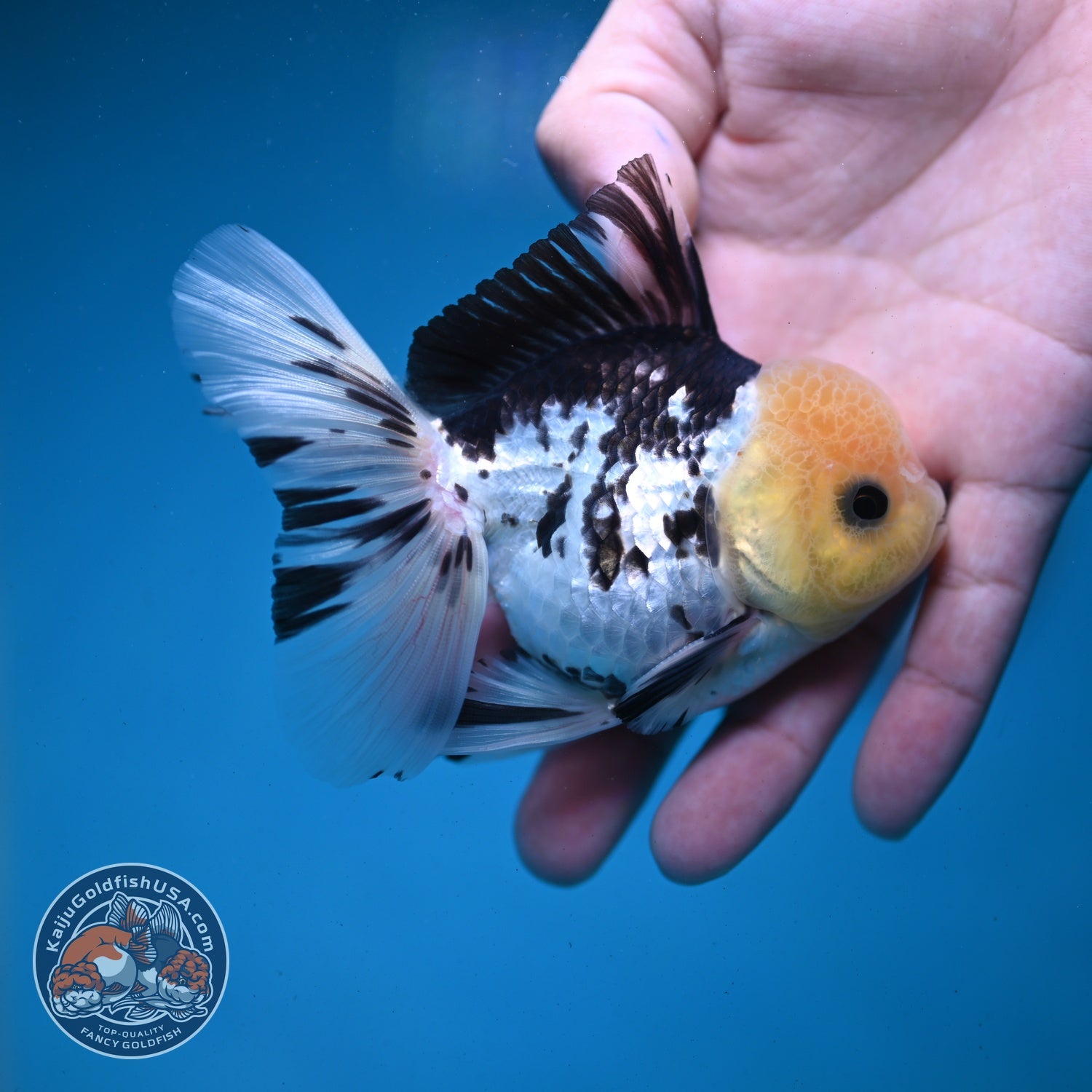 Panda Rose Tail Oranda 3 inch Body (260821_OR07)