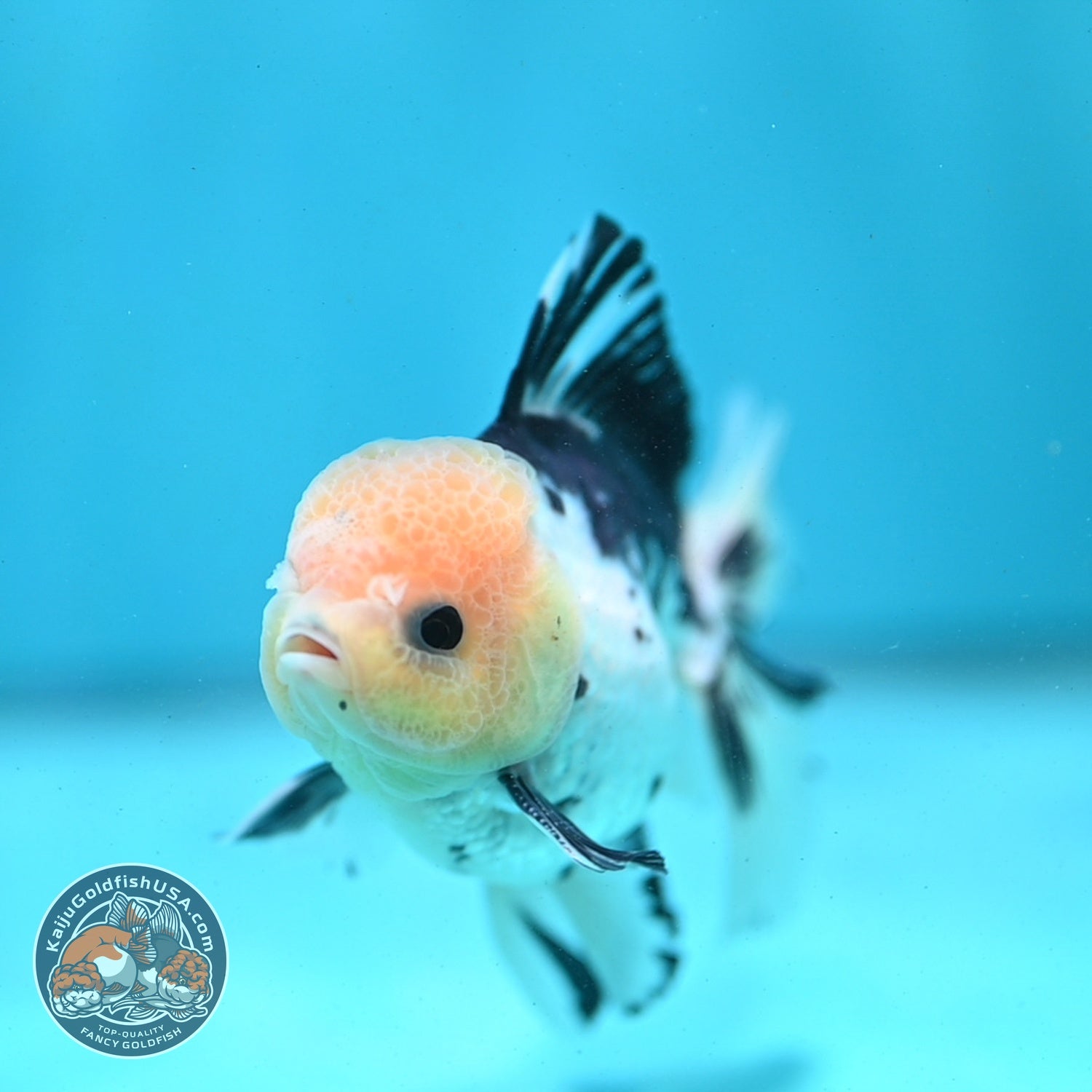 Panda Rose Tail Oranda 3 inch Body (260821_OR07)