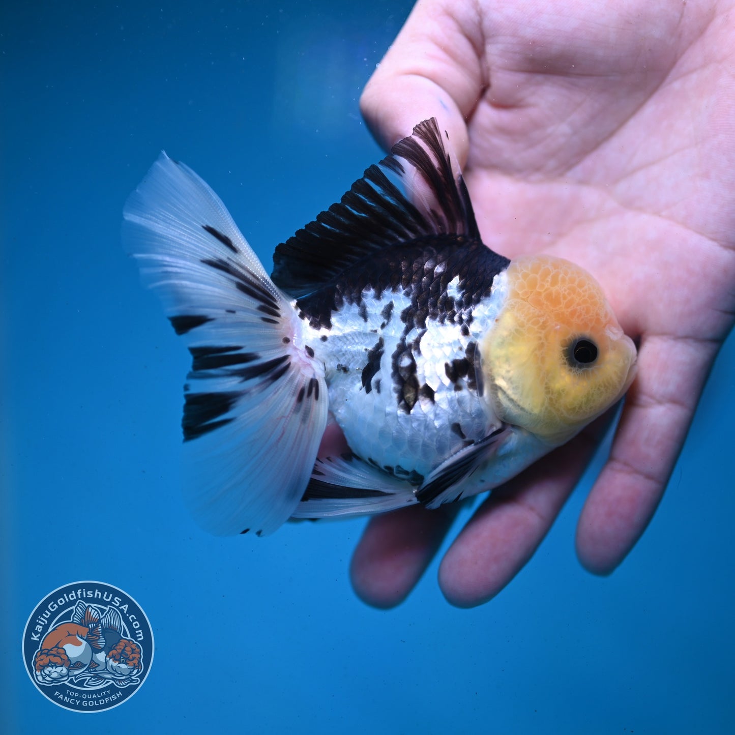 Panda Rose Tail Oranda 3 inch Body (260821_OR07)