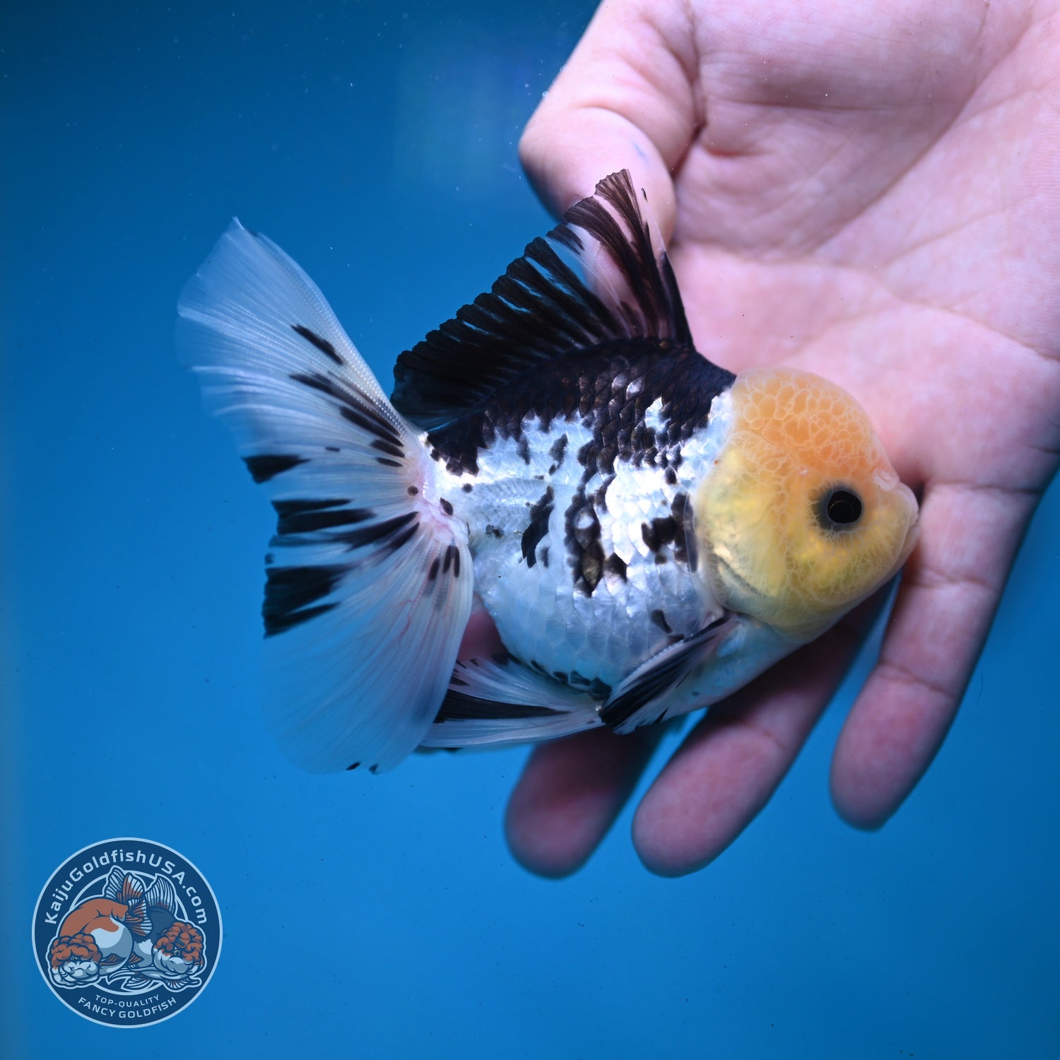 Panda Rose Tail Oranda 3 inch Body (260821_OR07)