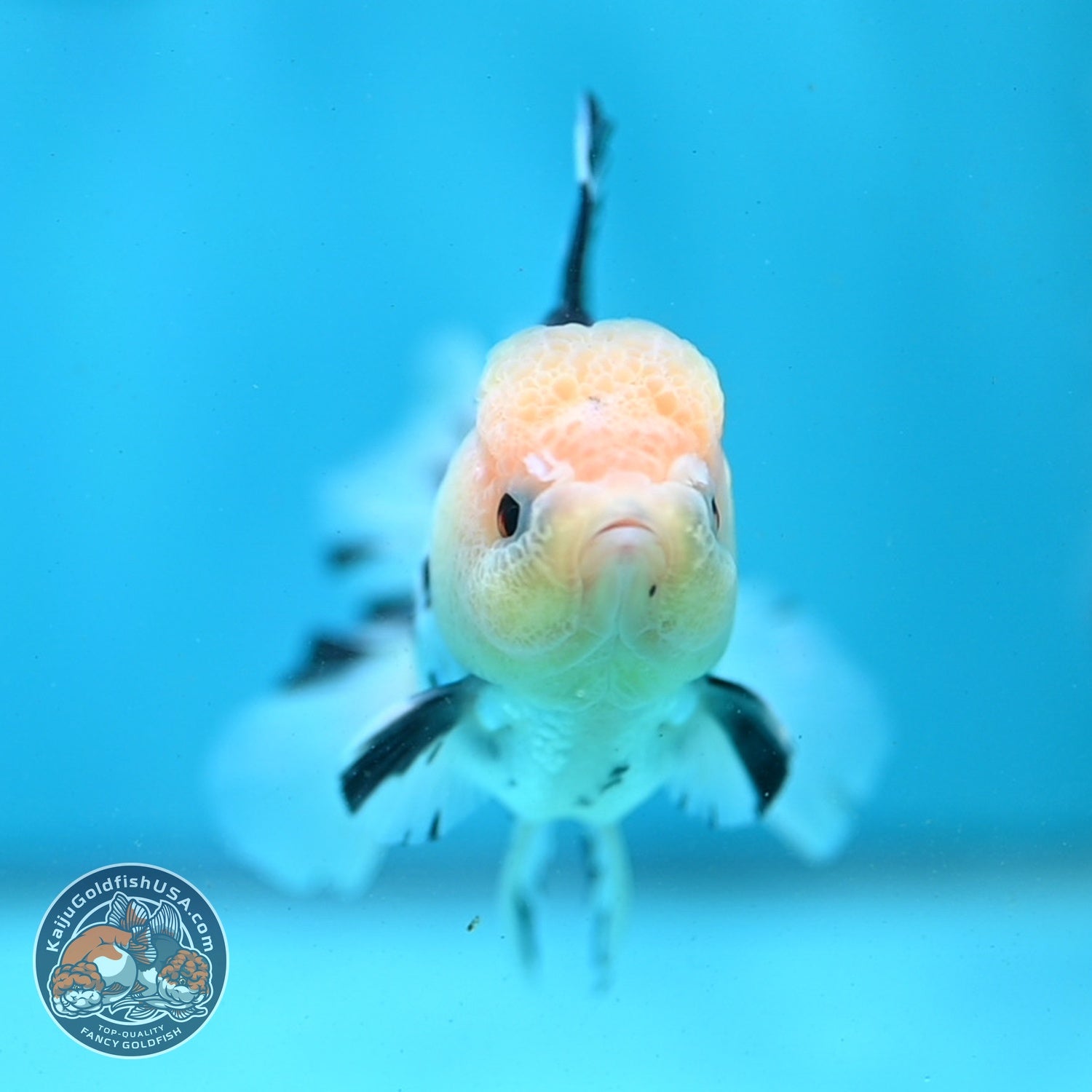 Panda Rose Tail Oranda 3 inch Body (260821_OR07)