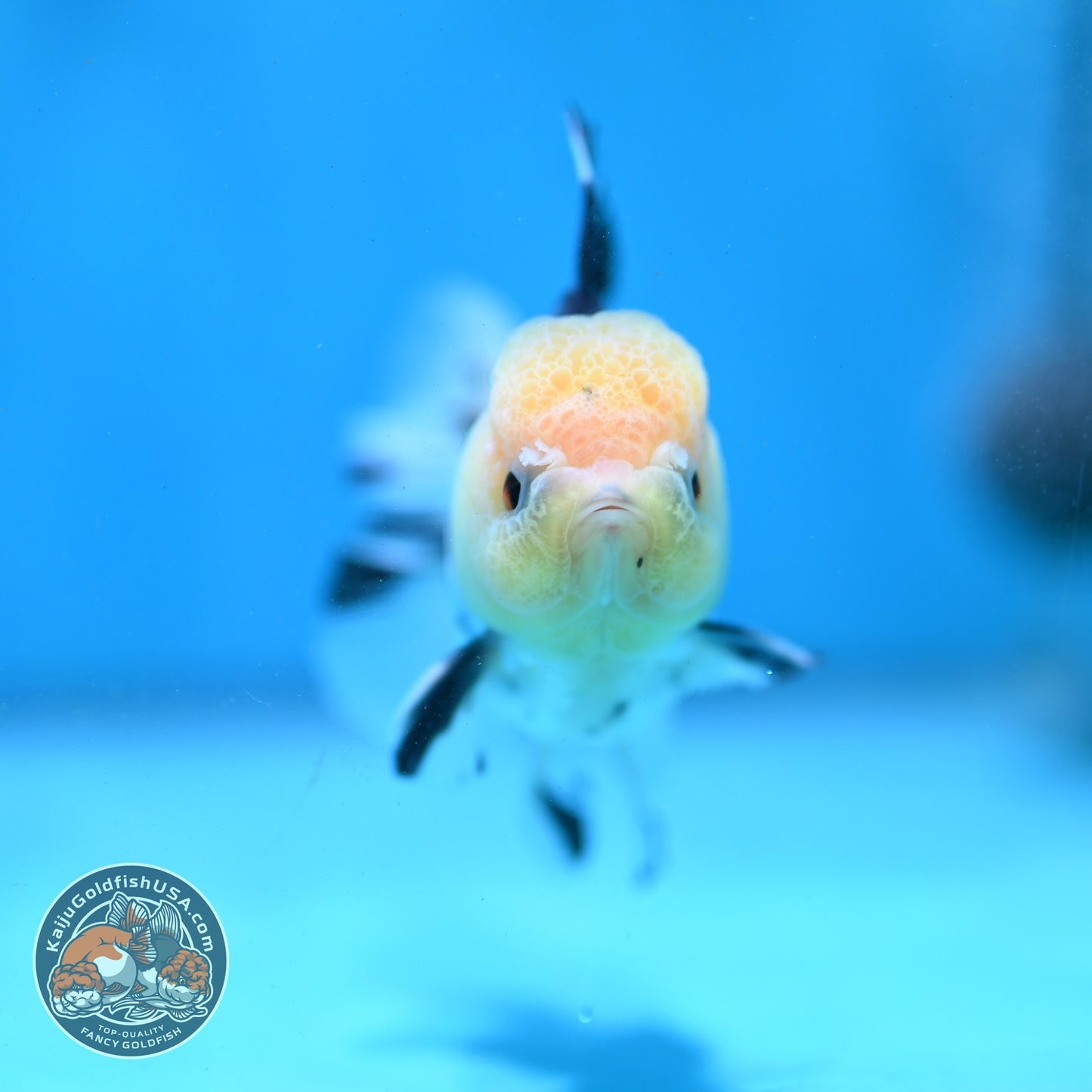 Panda Rose Tail Oranda 3 inch Body (260821_OR07)