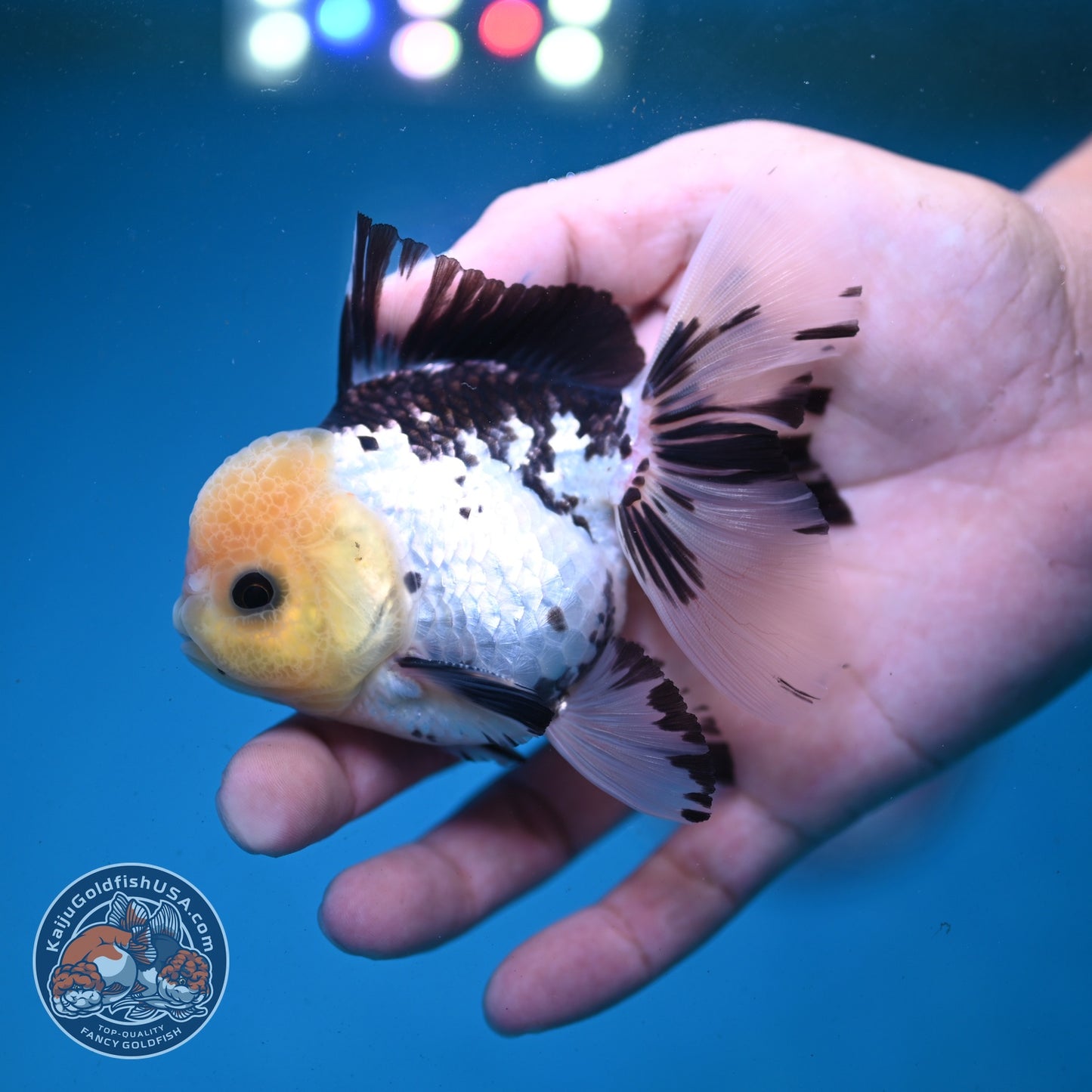 Panda Rose Tail Oranda 3 inch Body (260821_OR07)