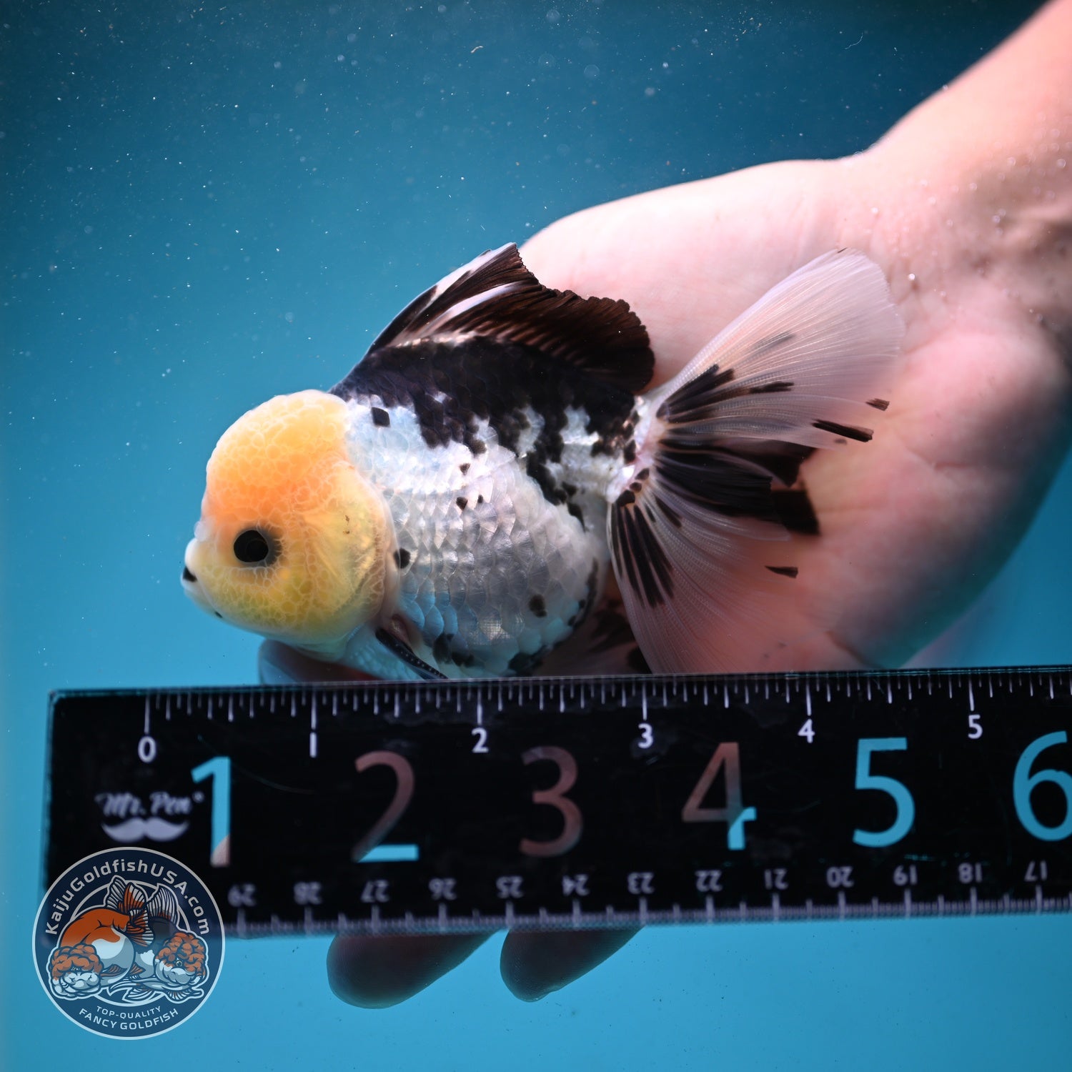Panda Rose Tail Oranda 3 inch Body (260821_OR07)