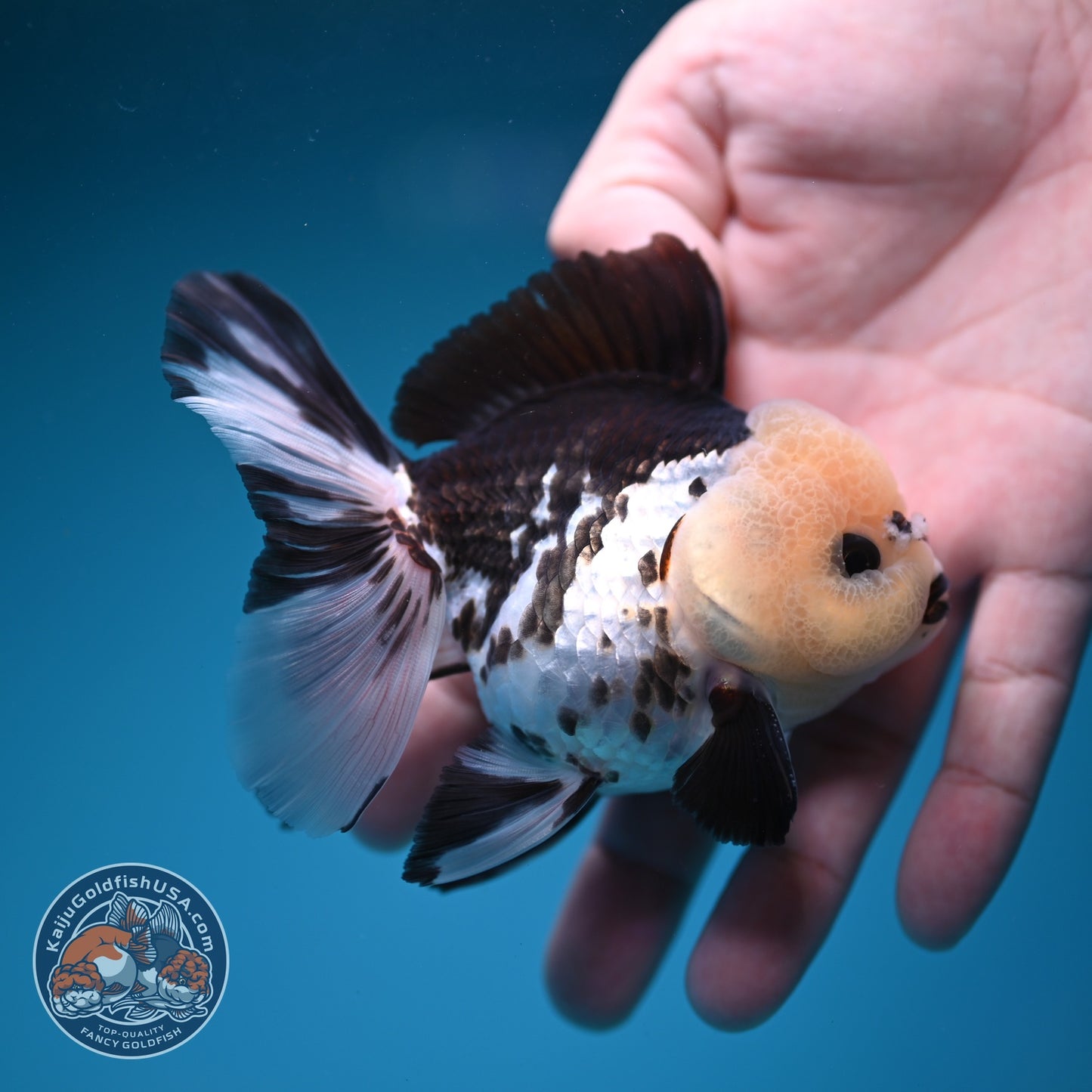 Panda Rose Tail Oranda 3 inch Body (260828_OR10)