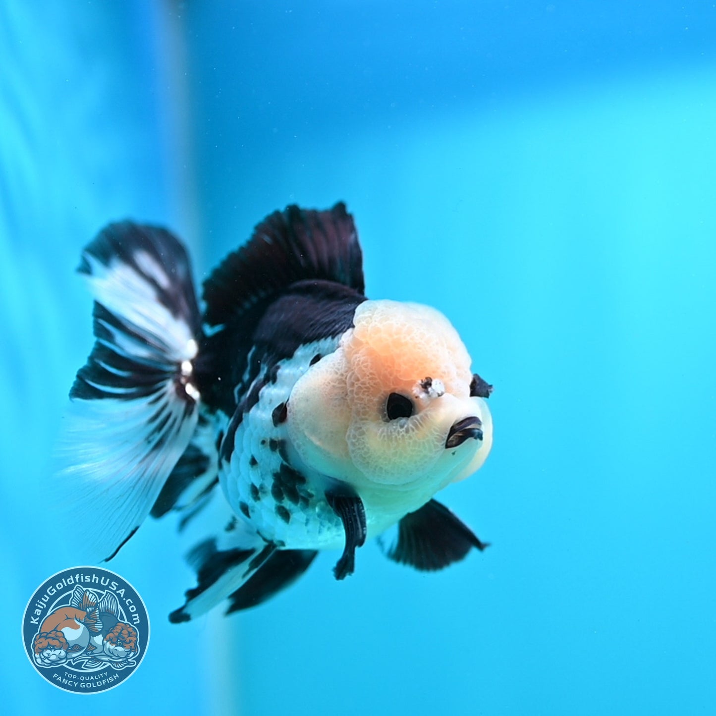 Panda Rose Tail Oranda 3 inch Body (260828_OR10)