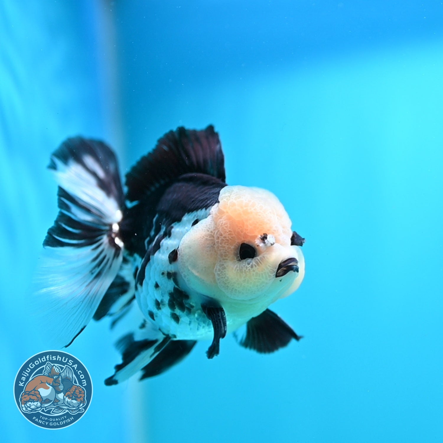 Panda Rose Tail Oranda 3 inch Body (260828_OR10)